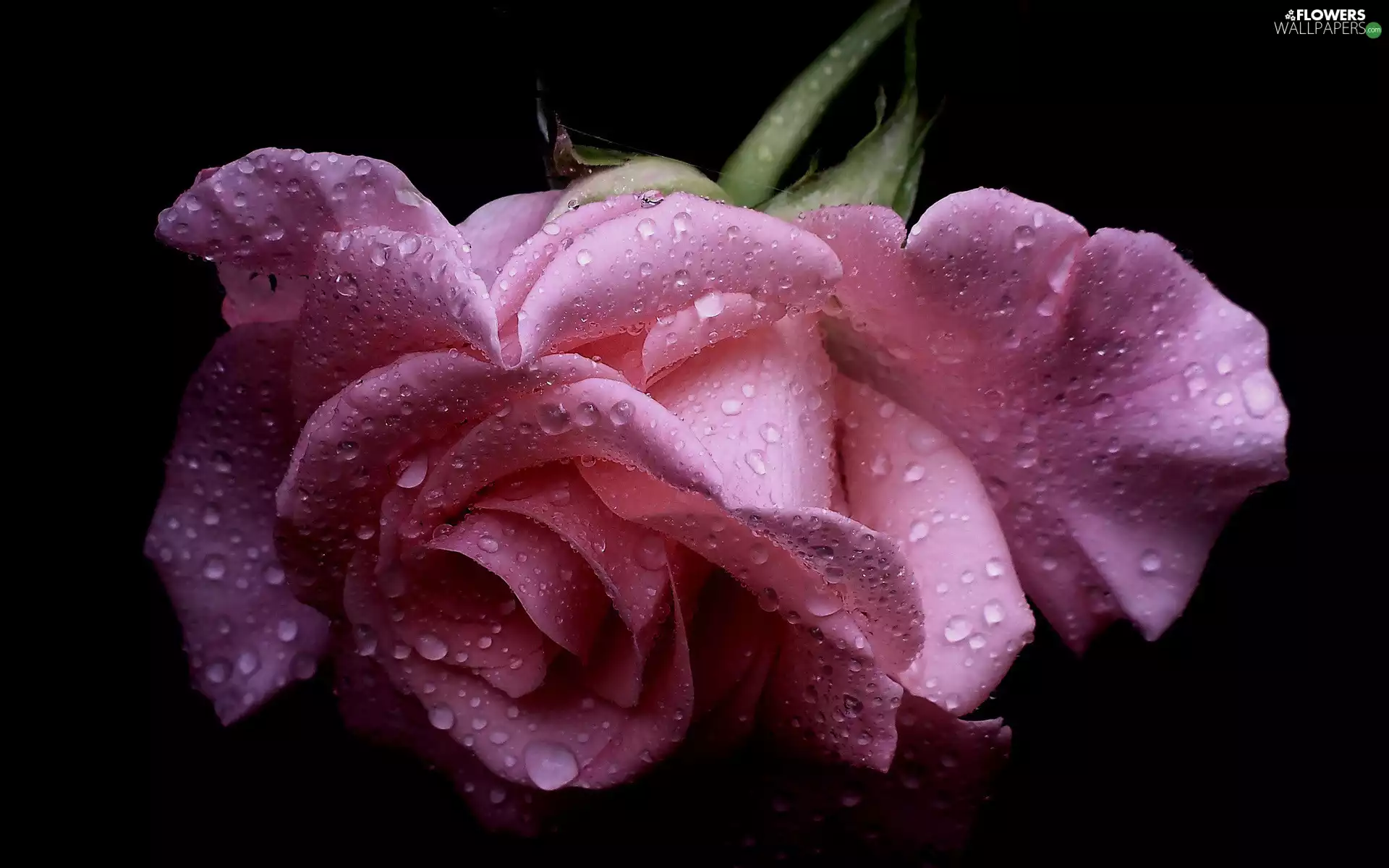 Violet, drops, rain, rose