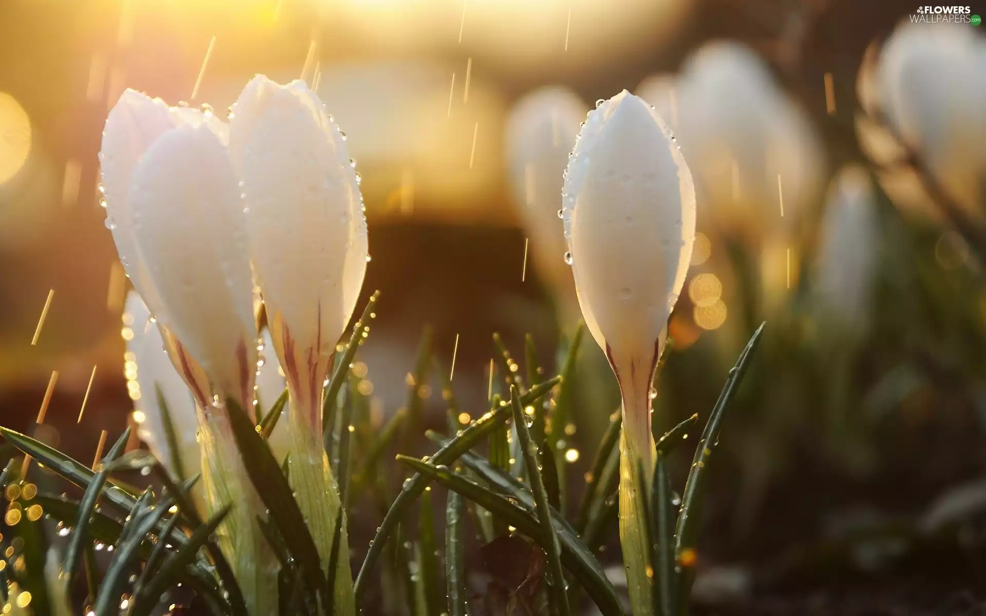 White, drops, rain, crocuses