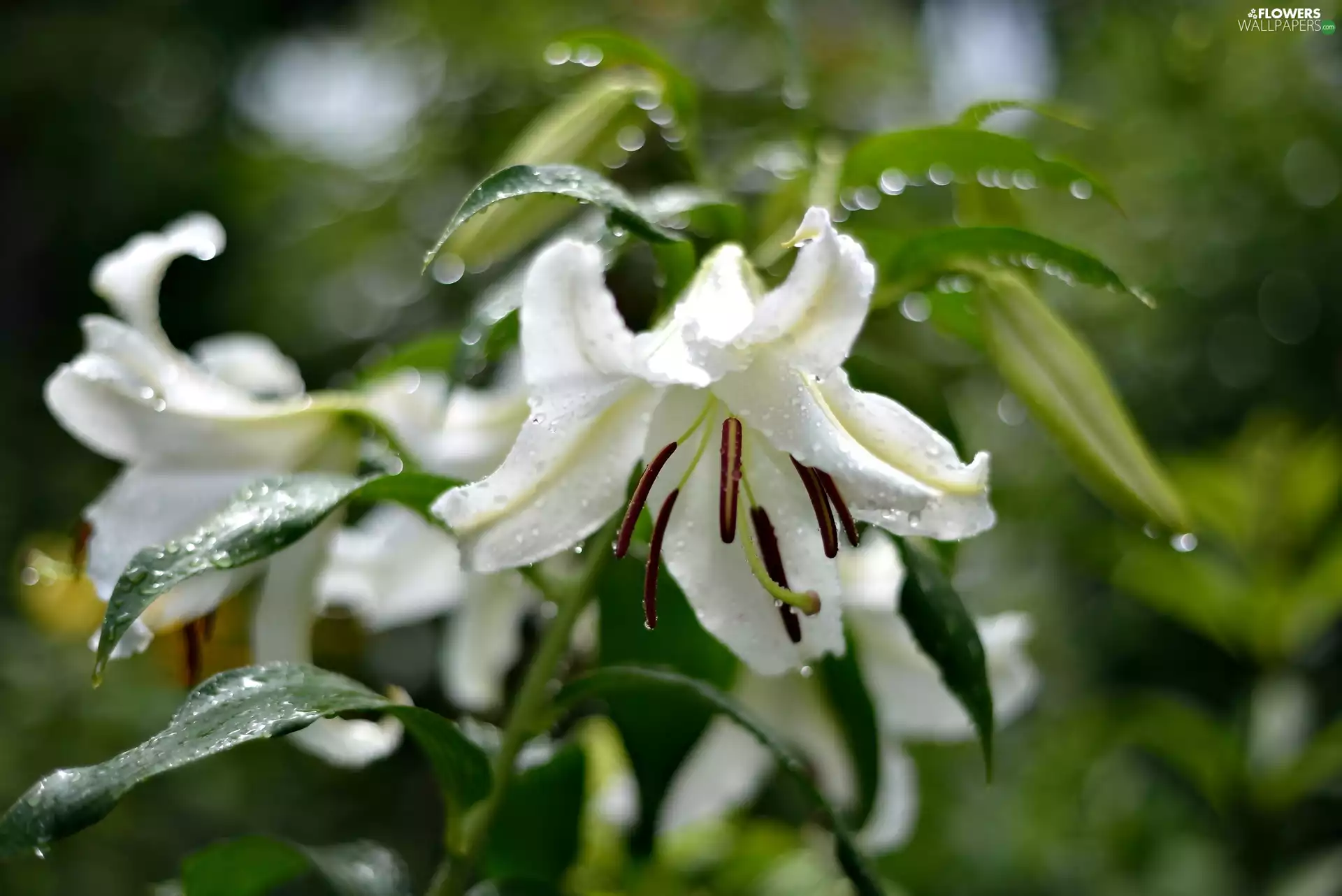 Bokeh, Rain, White, Flowers, lilies