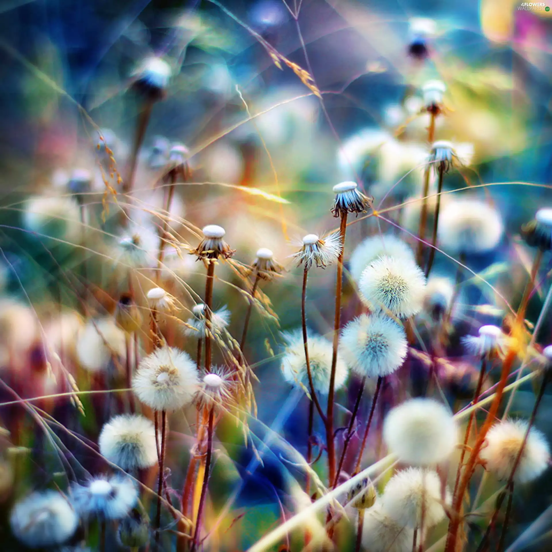 puffball, colors, rainbow, dandelion