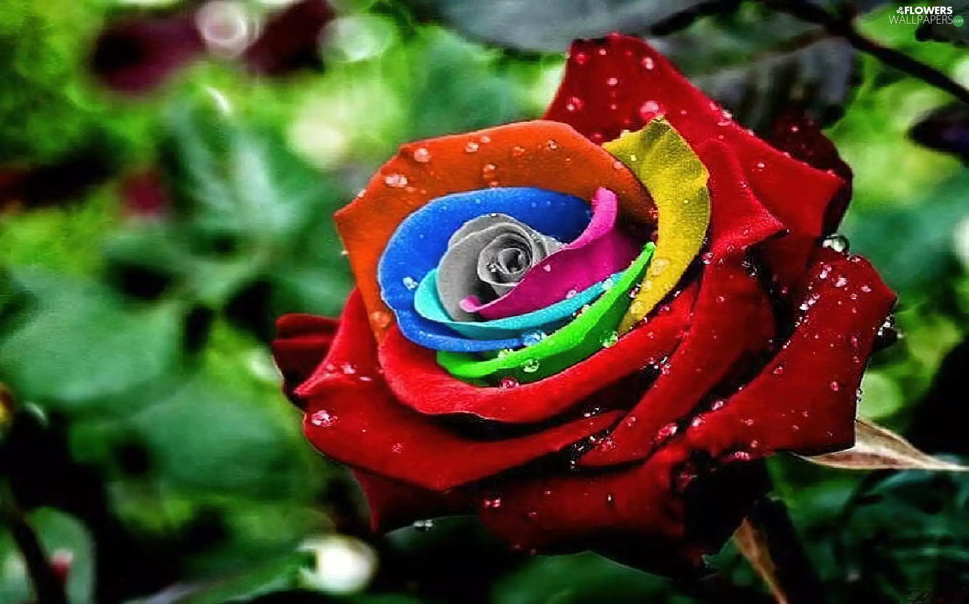 Rainbow, rose
