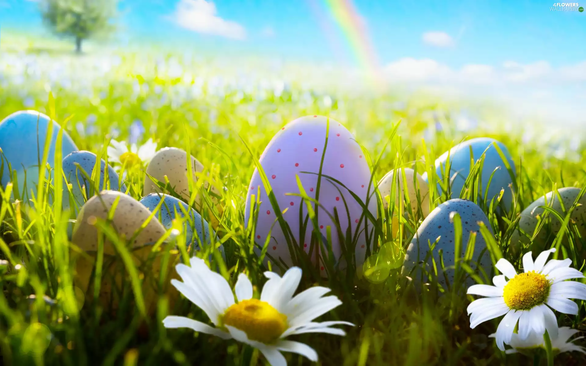 daisies, eggs, Great Rainbows, Easter, grass, Meadow