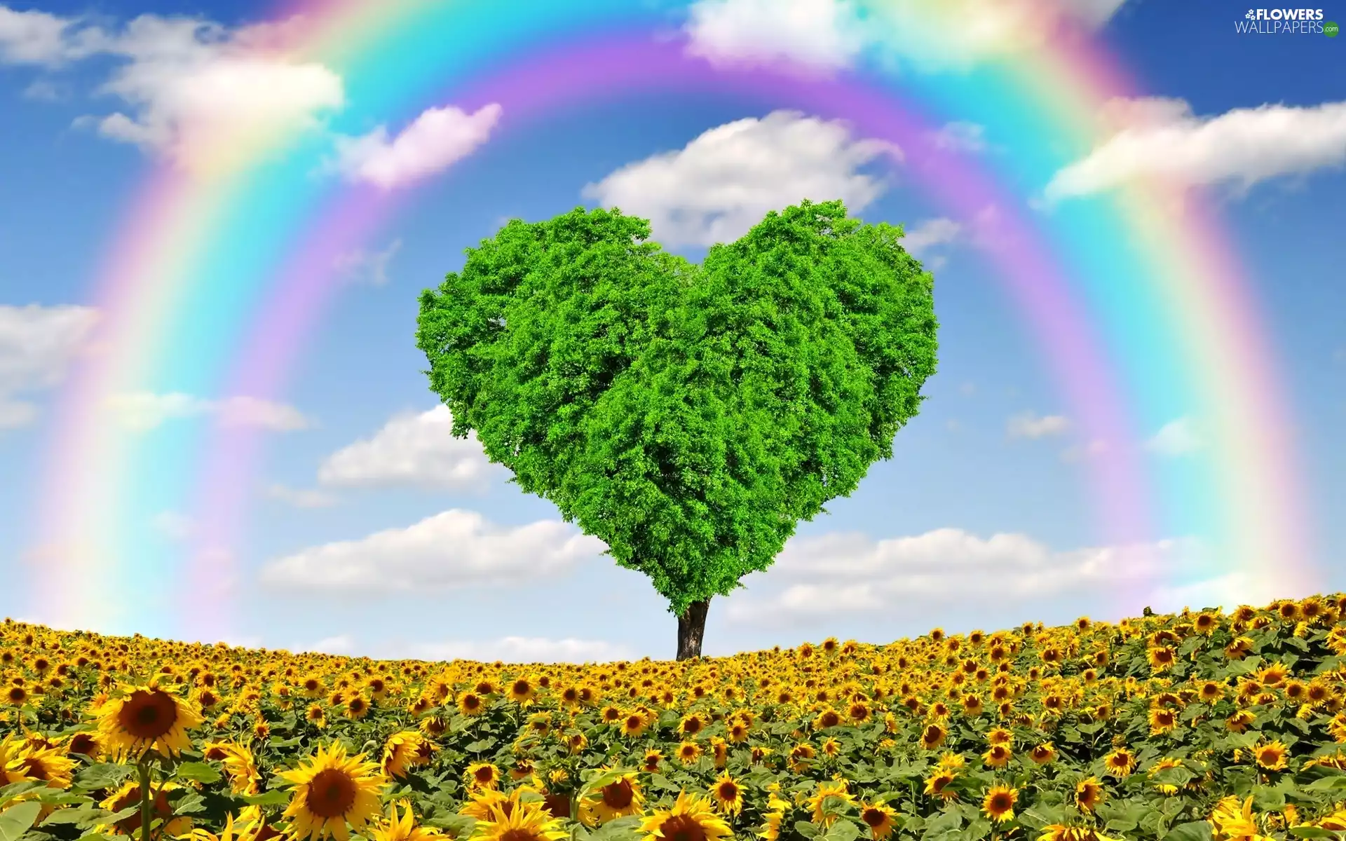 Nice sunflowers, Great Rainbows, trees, Heart, Field
