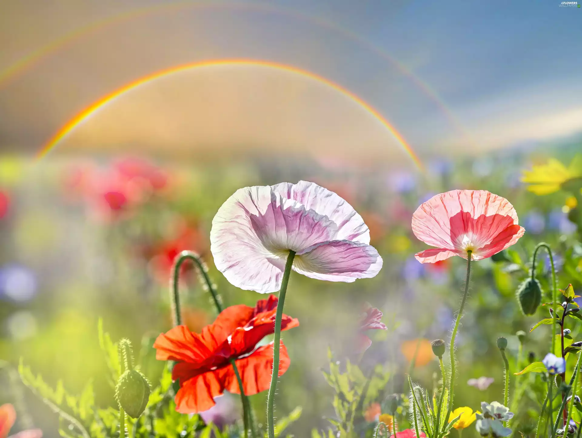 Great Rainbows, papavers, Colourful Flowers