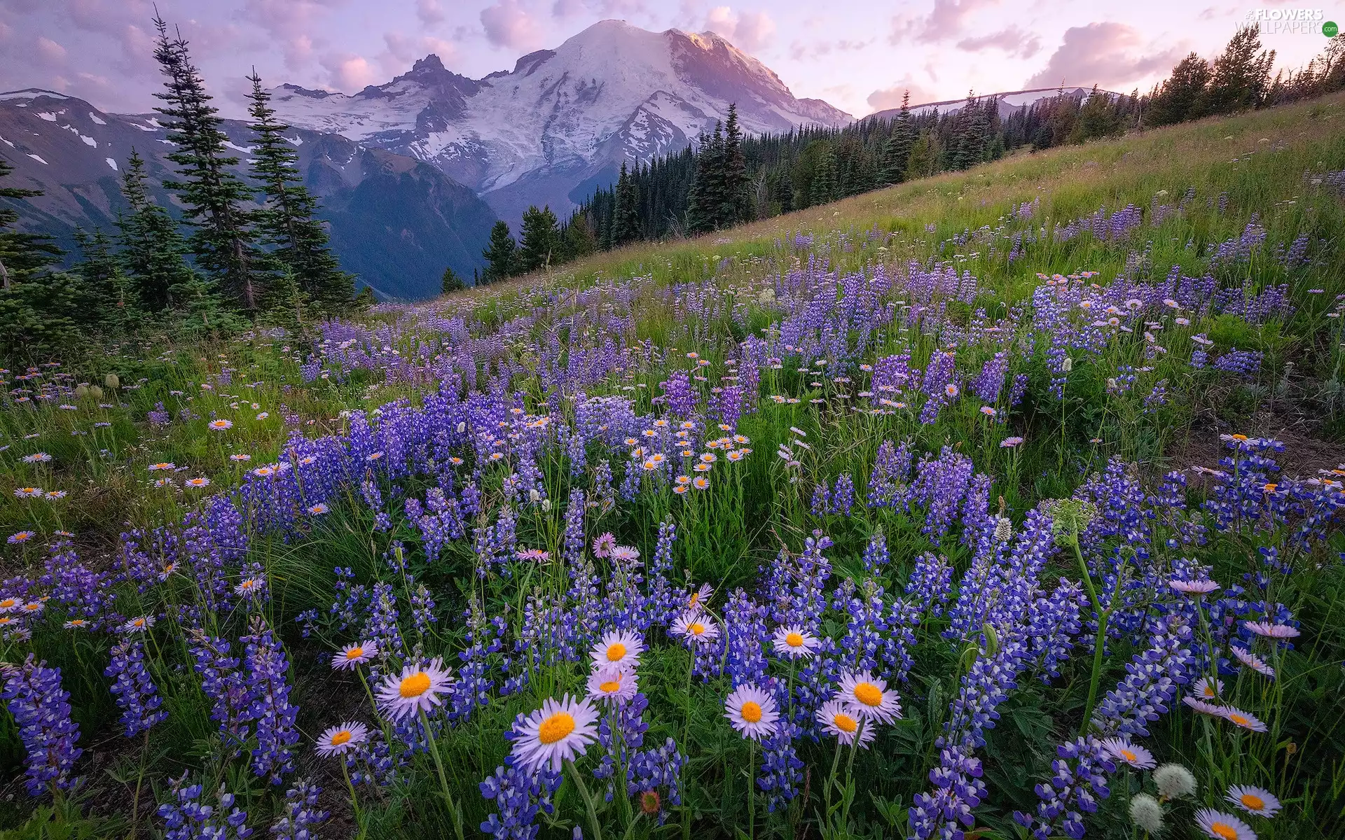 Washington State, The United States, Mountains, Mount Rainier National Park, Astra, lupine, Hill, Meadow, Stratovolcano