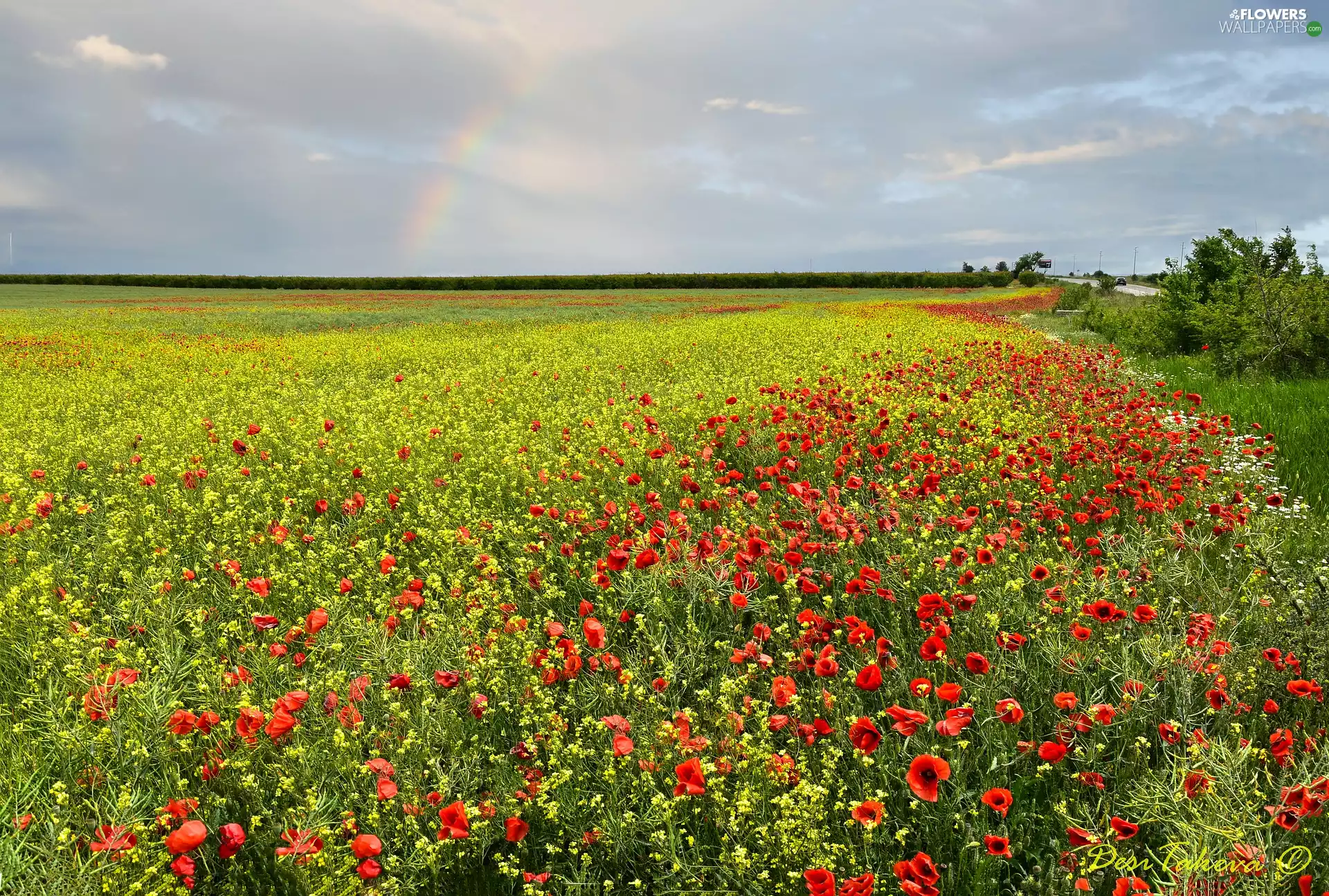 Field, rape, Great Rainbows, papavers