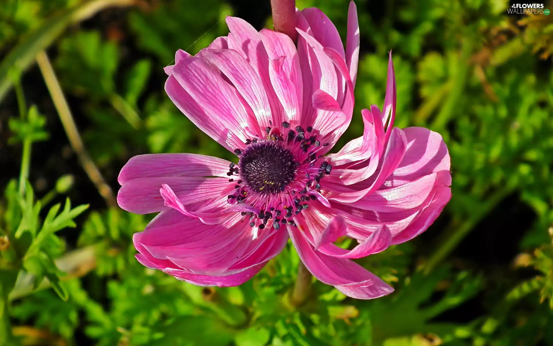rapprochement, Pink, anemone