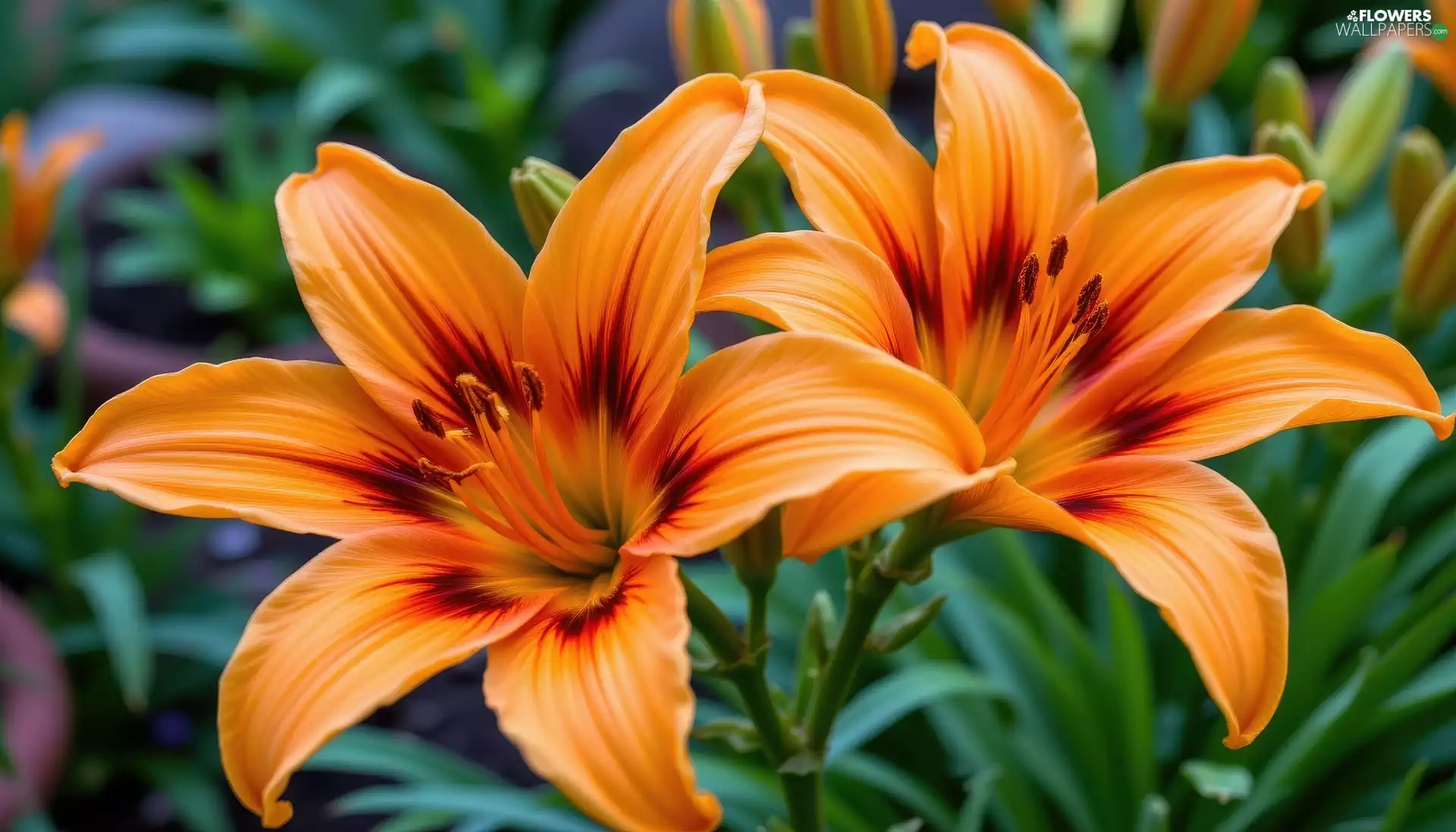 lilies, rapprochement, bloom, Orange, Two