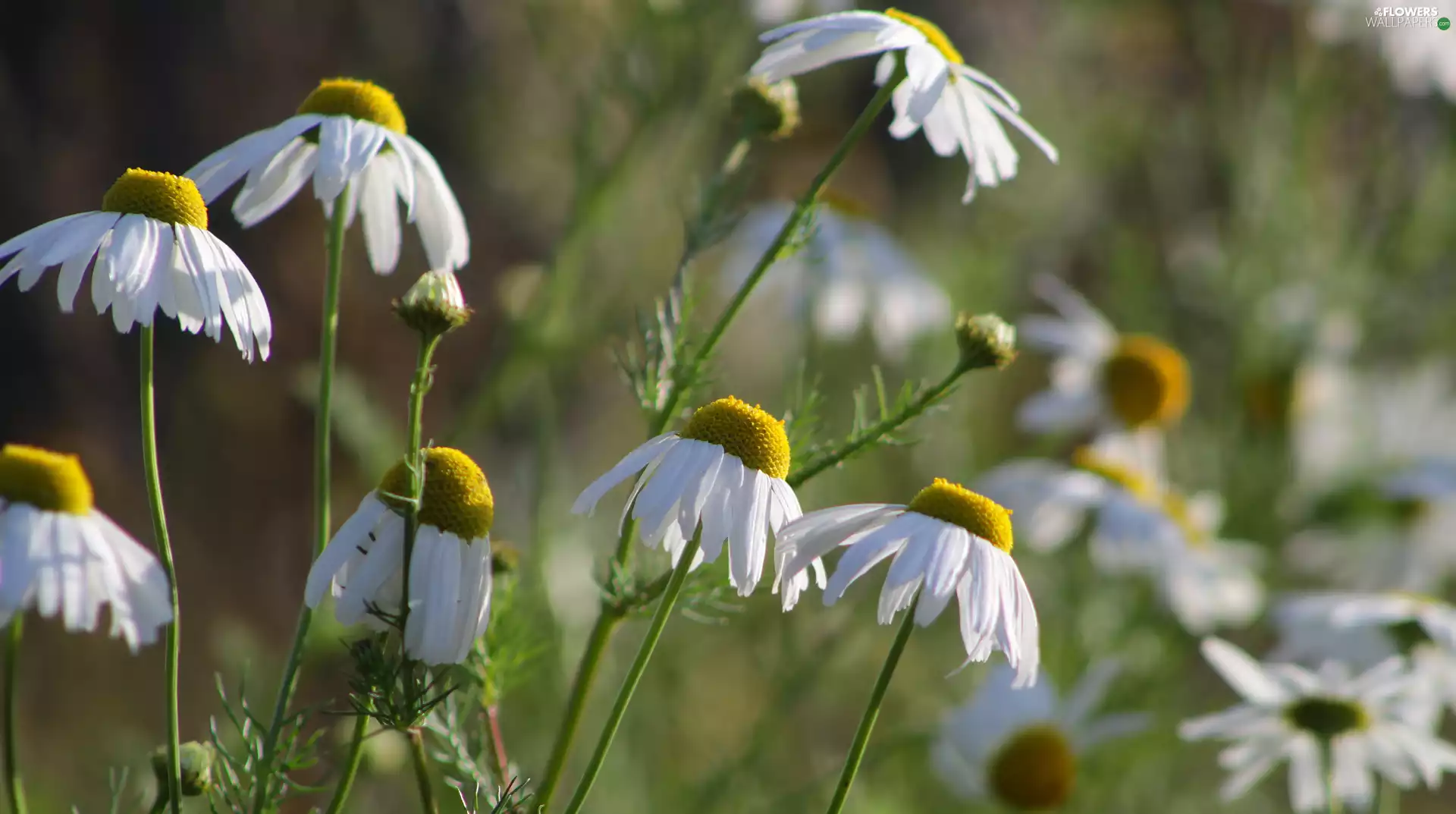 White, rapprochement, blurry background, camomiles