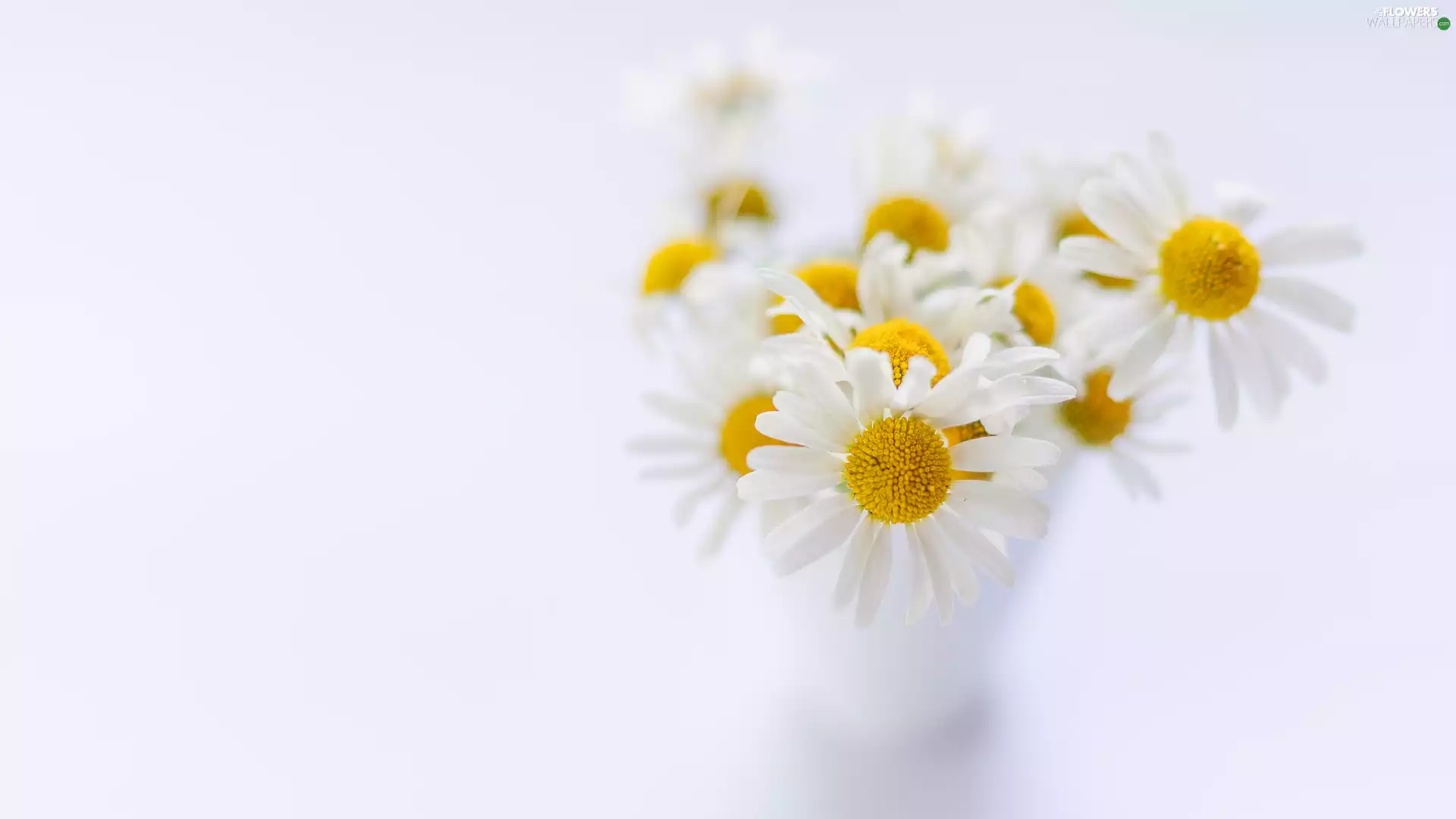 Flowers, rapprochement, blurry background, camomiles