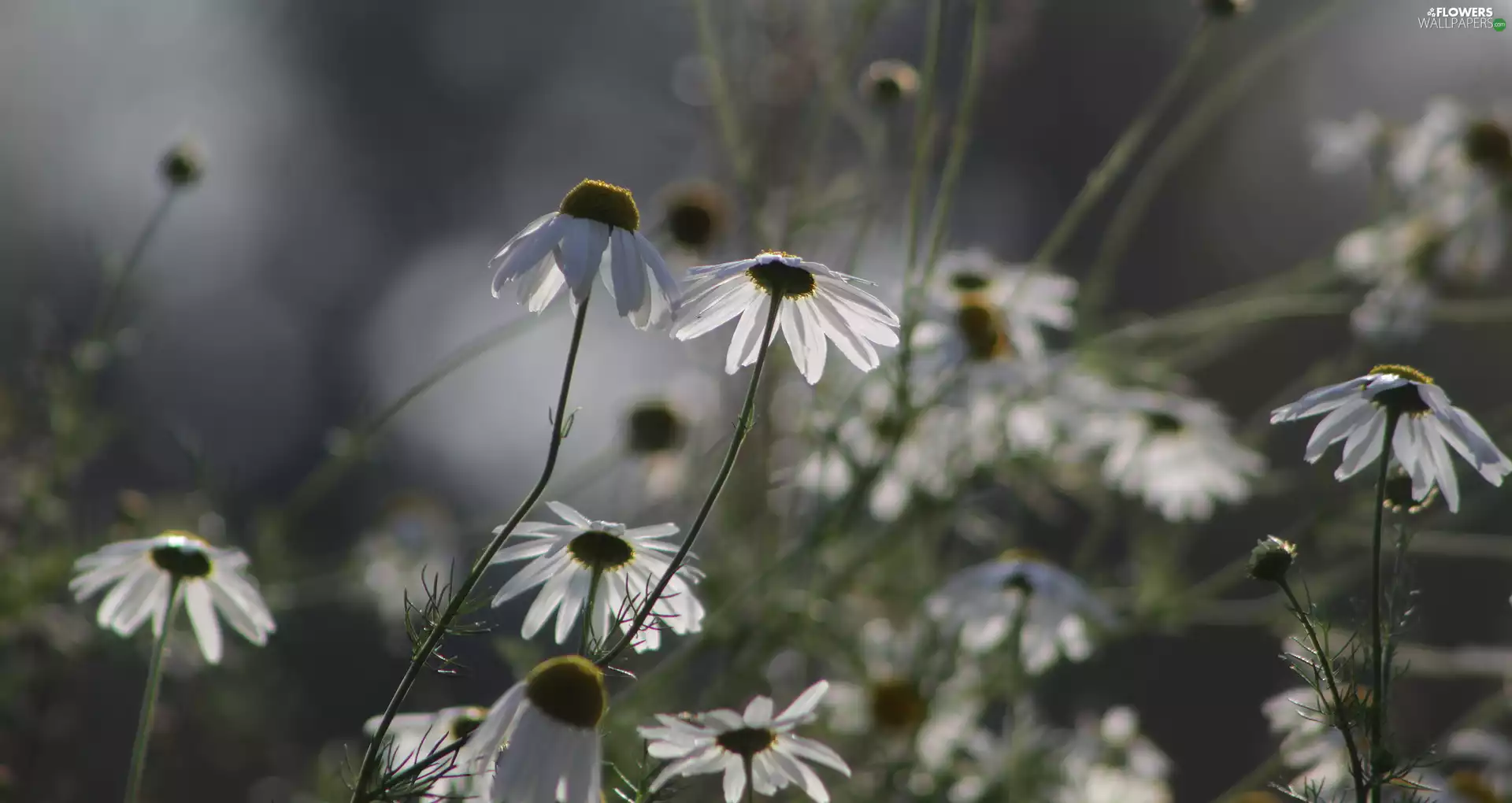 flower, rapprochement, blurry background, chamomile