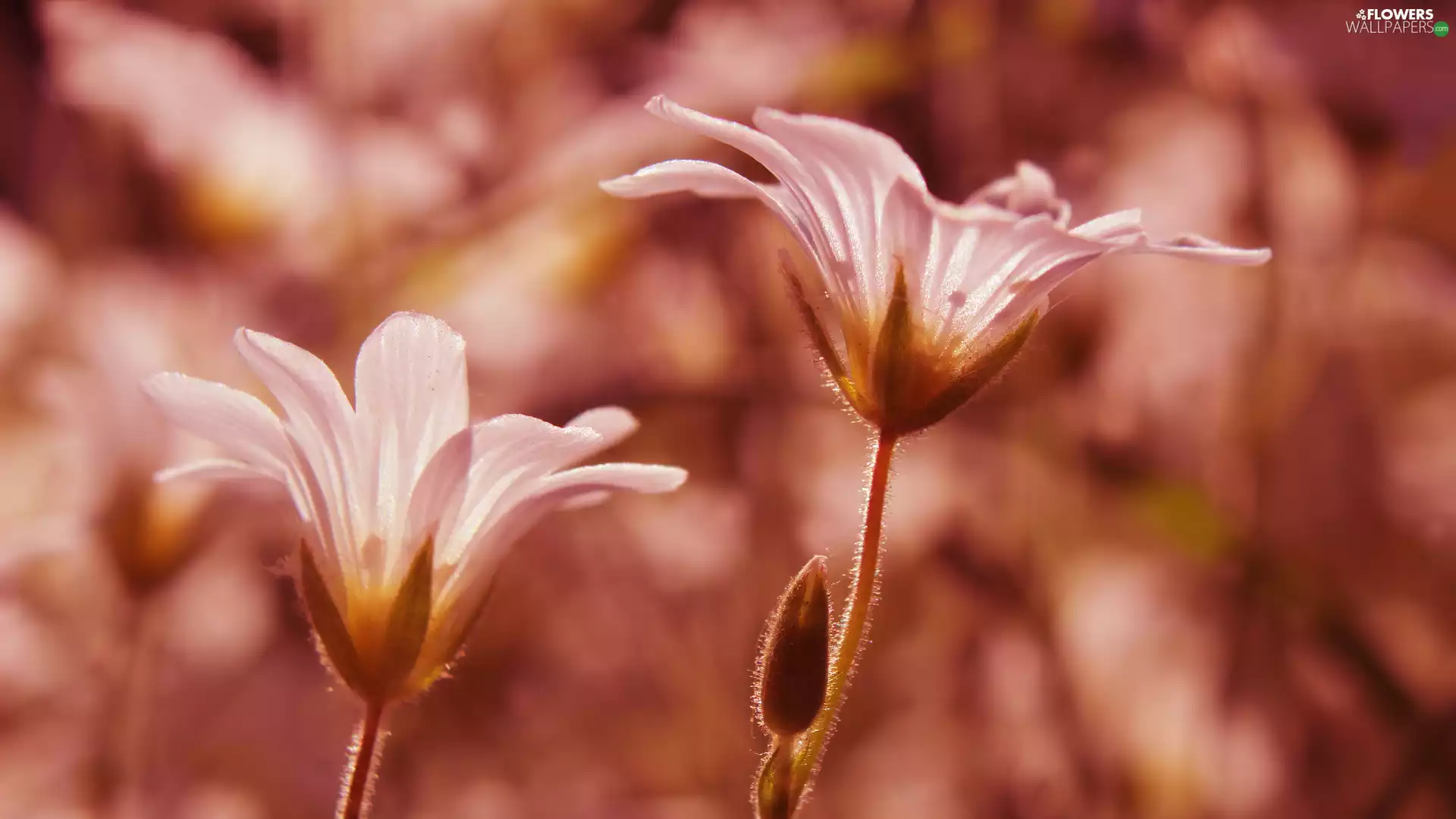 rapprochement, Flowers, Cerastium