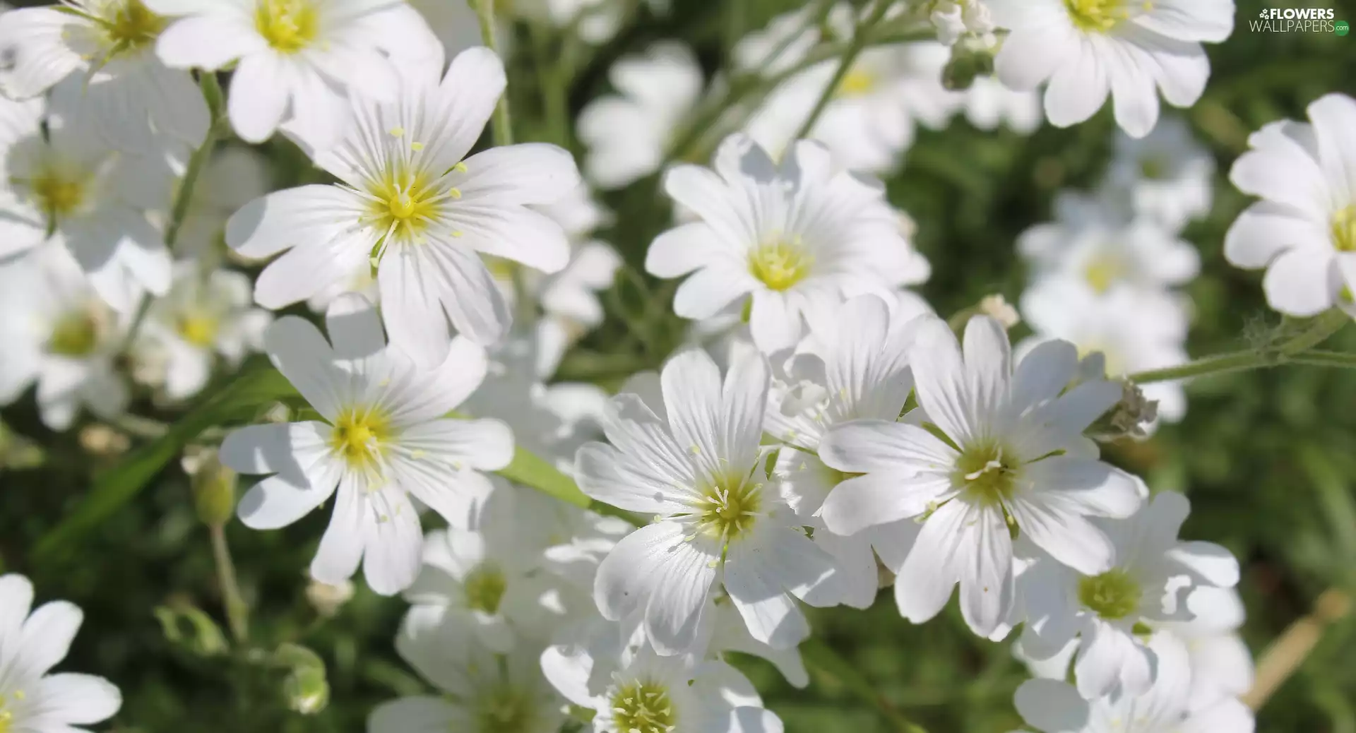 Meadow, rapprochement, Cerastium, Flowers, White