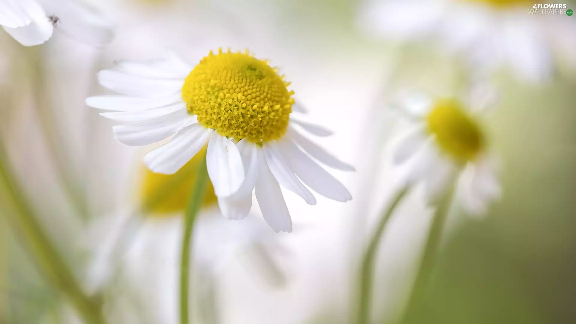 chamomile, Colourfull Flowers, rapprochement