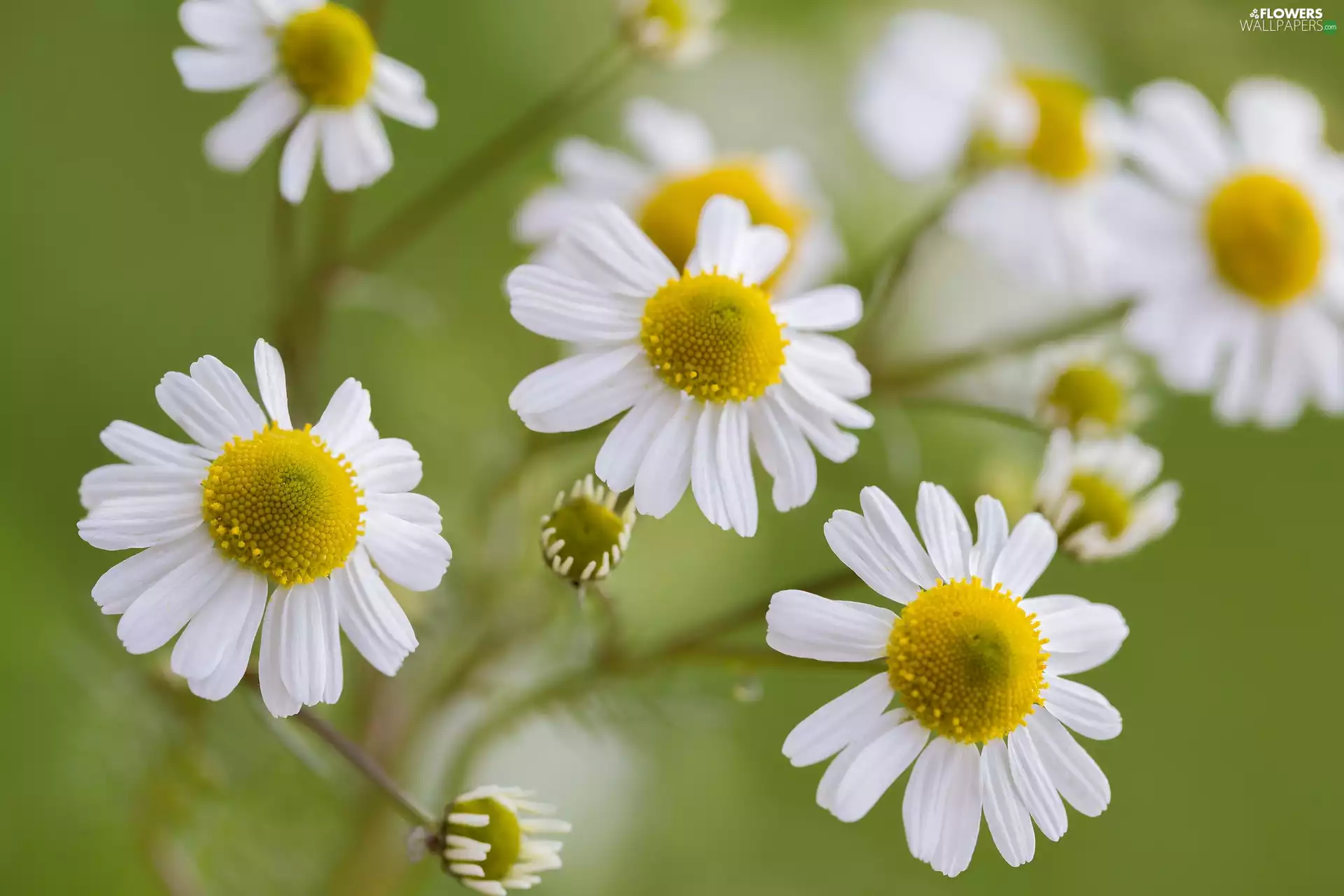 rapprochement, Flowers, chamomile
