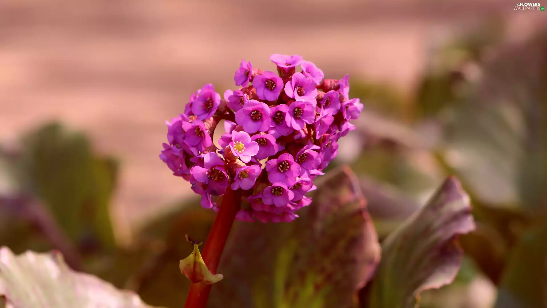 Bergenia, rapprochement, change, Flowers, purple