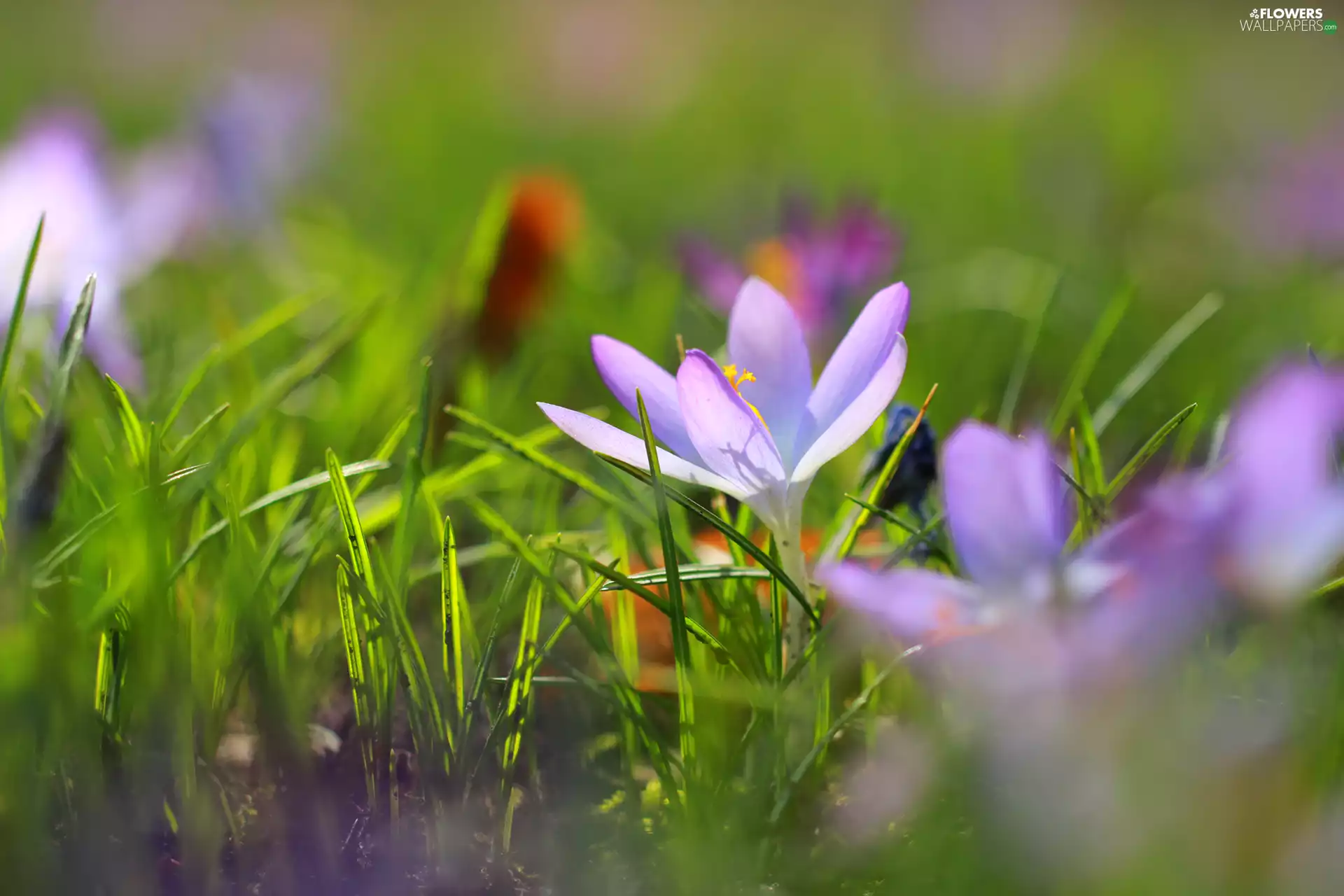 rapprochement, lilac, crocus