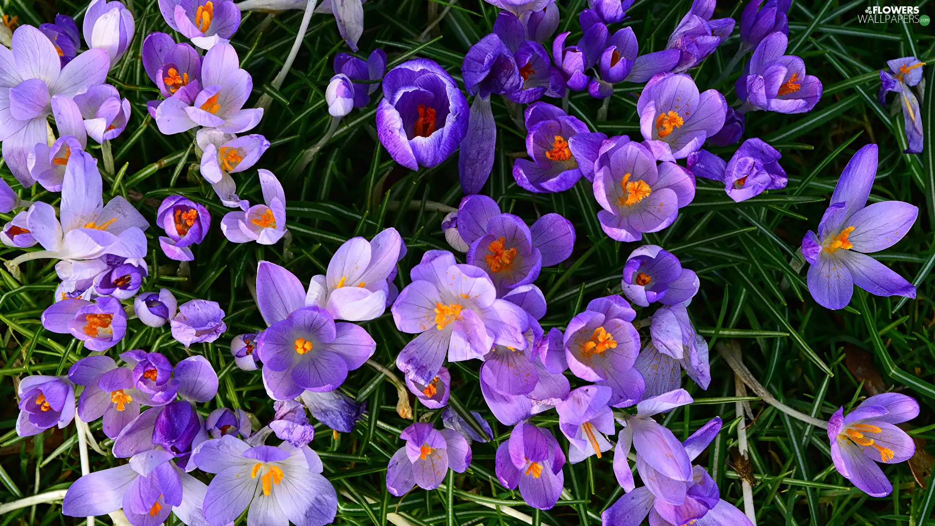 Flowers, rapprochement, crocuses, purple, bloom