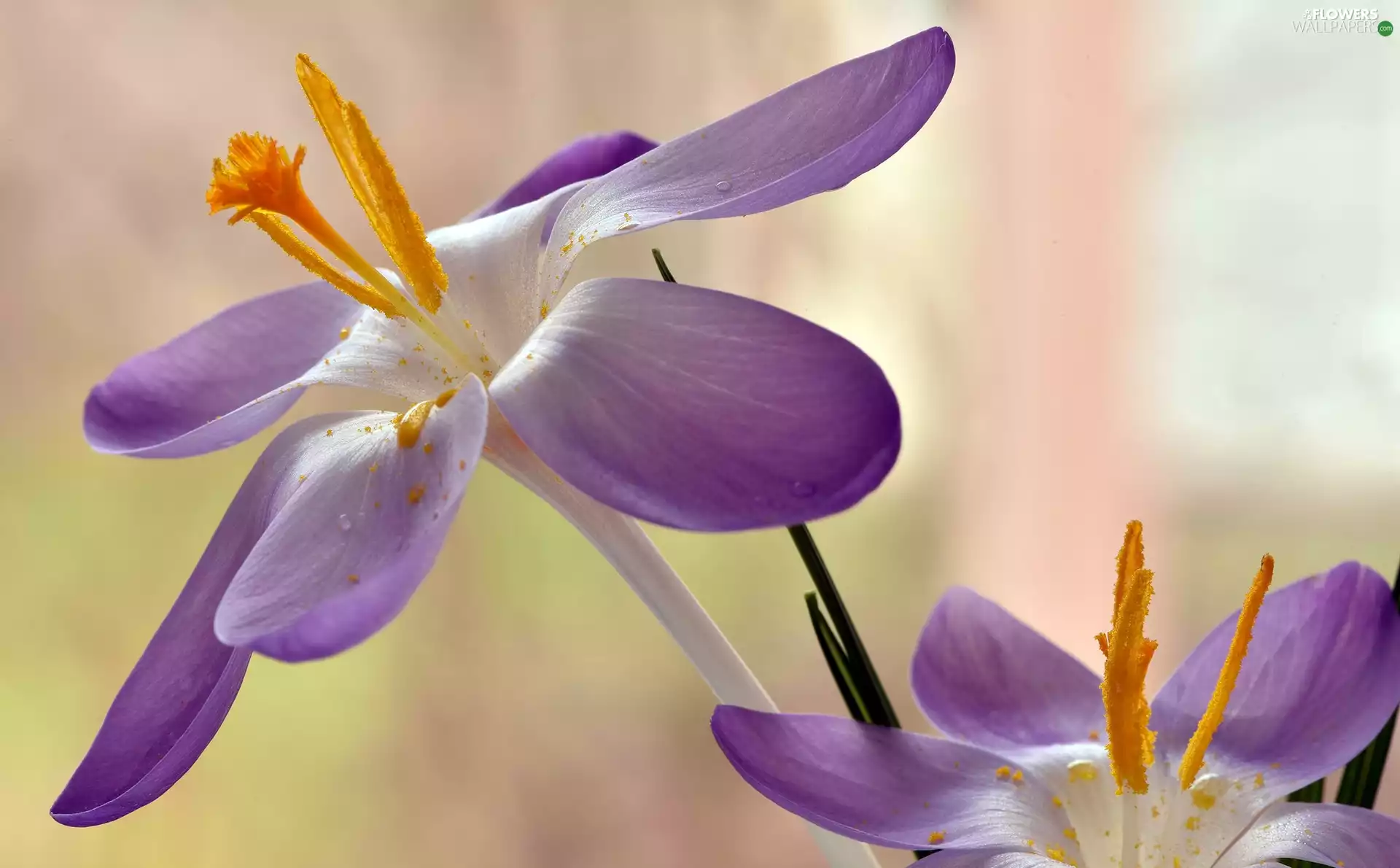rods, Flowers, flakes, rapprochement, purple, crocuses