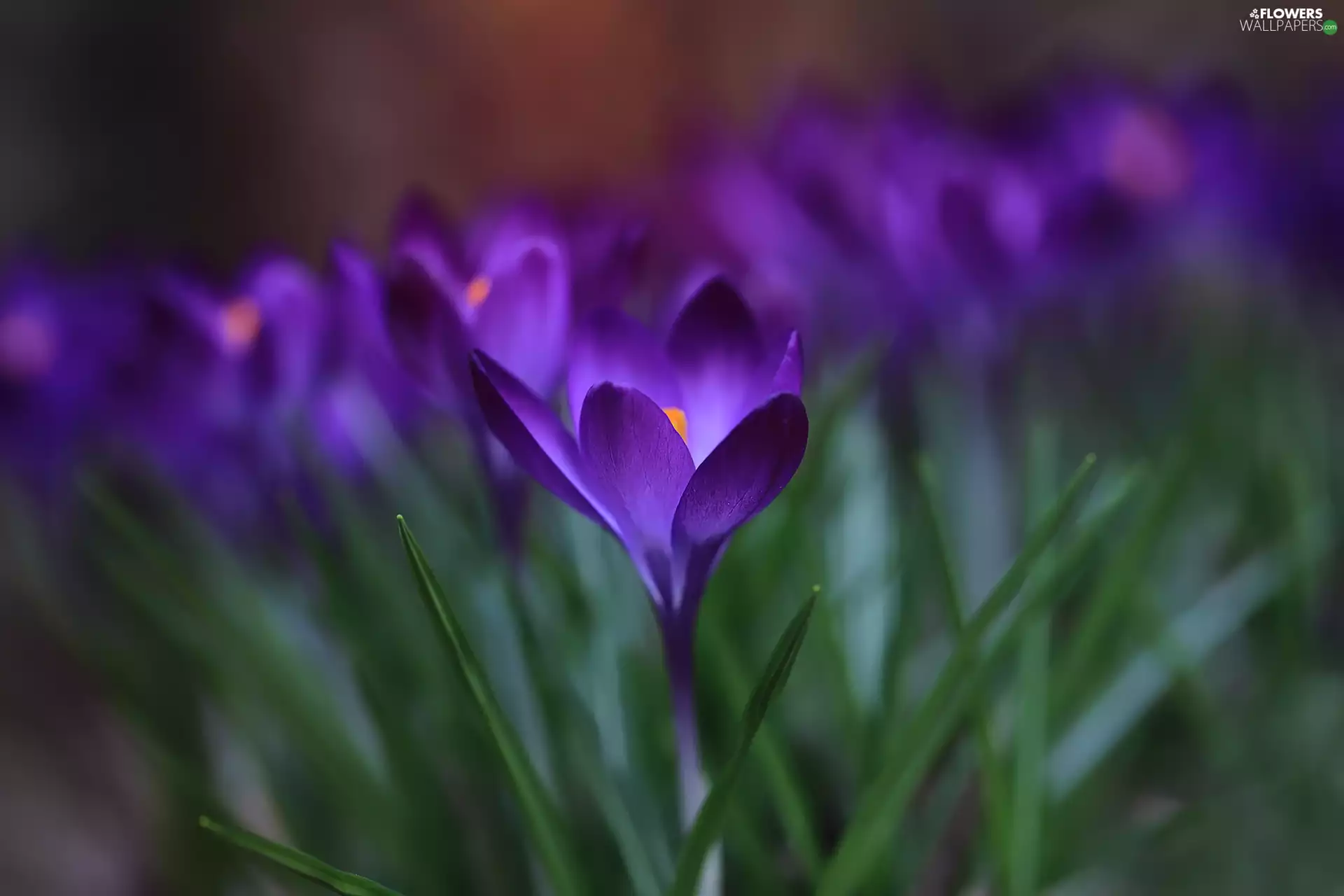 crocuses, purple, Flowers, rapprochement