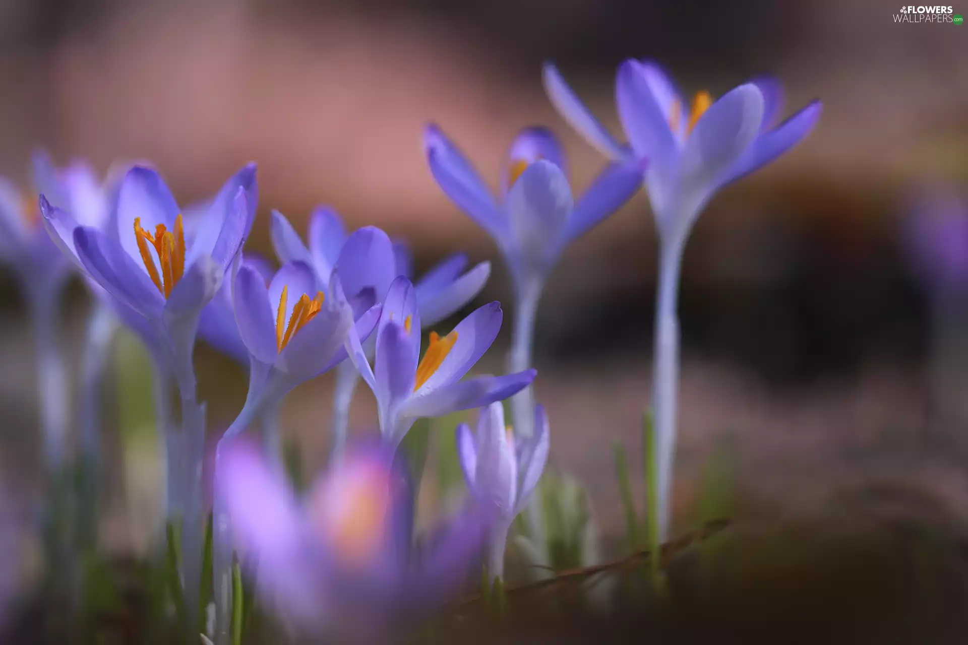 cluster, rapprochement, crocuses, Flowers, lilac