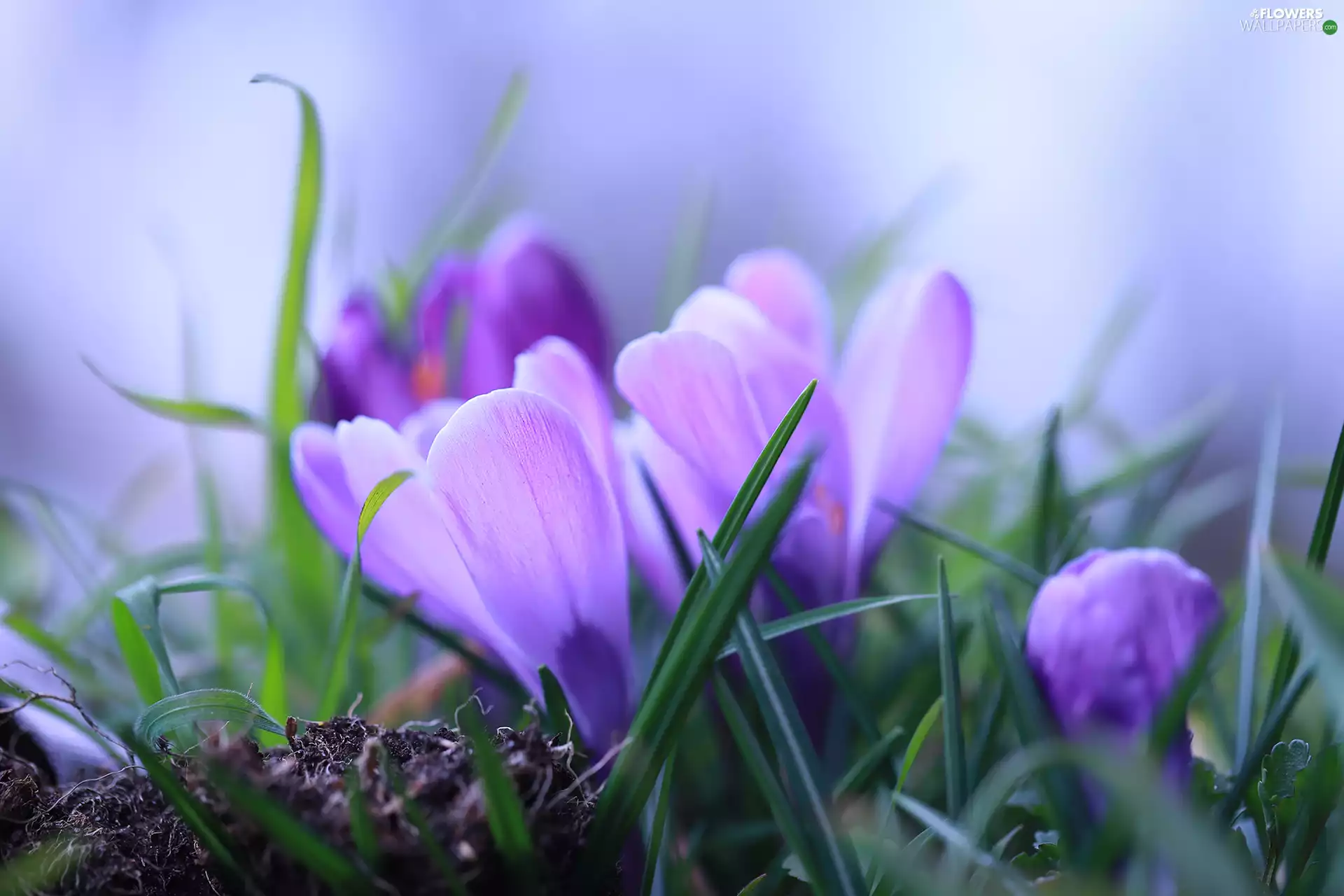 grass, rapprochement, crocuses, Flowers, purple