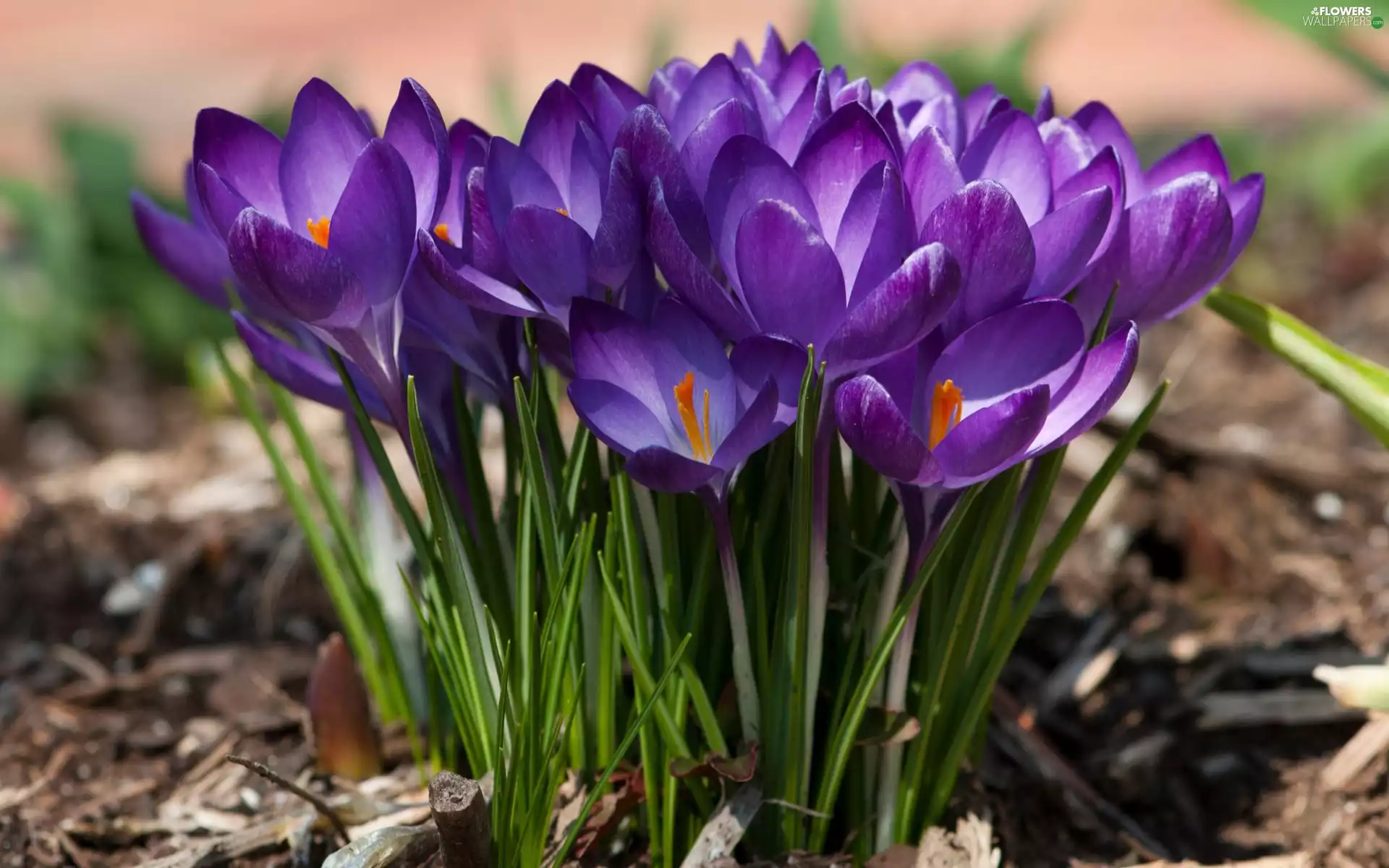 rapprochement, purple, crocuses