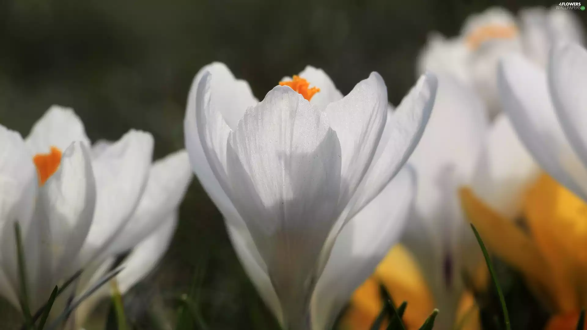 rapprochement, White, crocuses