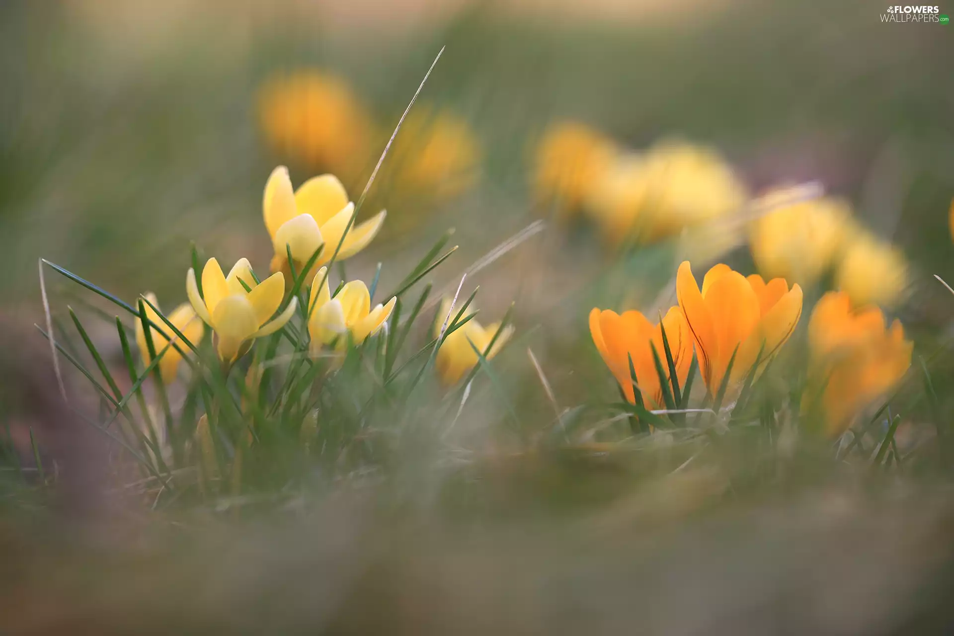 Tufts, rapprochement, crocuses, Flowers, Yellow