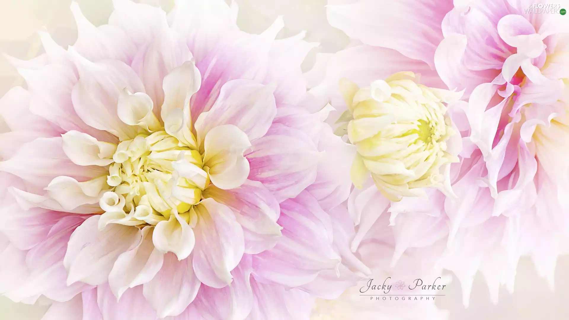 rapprochement, Flowers, dahlias