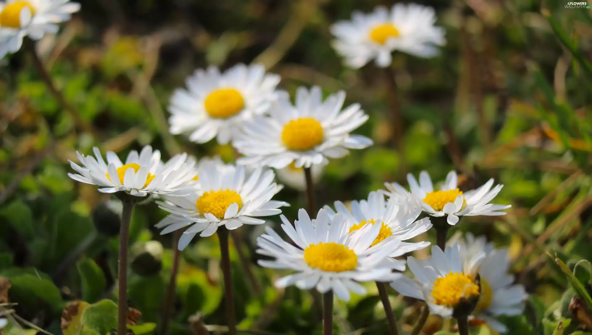 rapprochement, flourishing, daisies