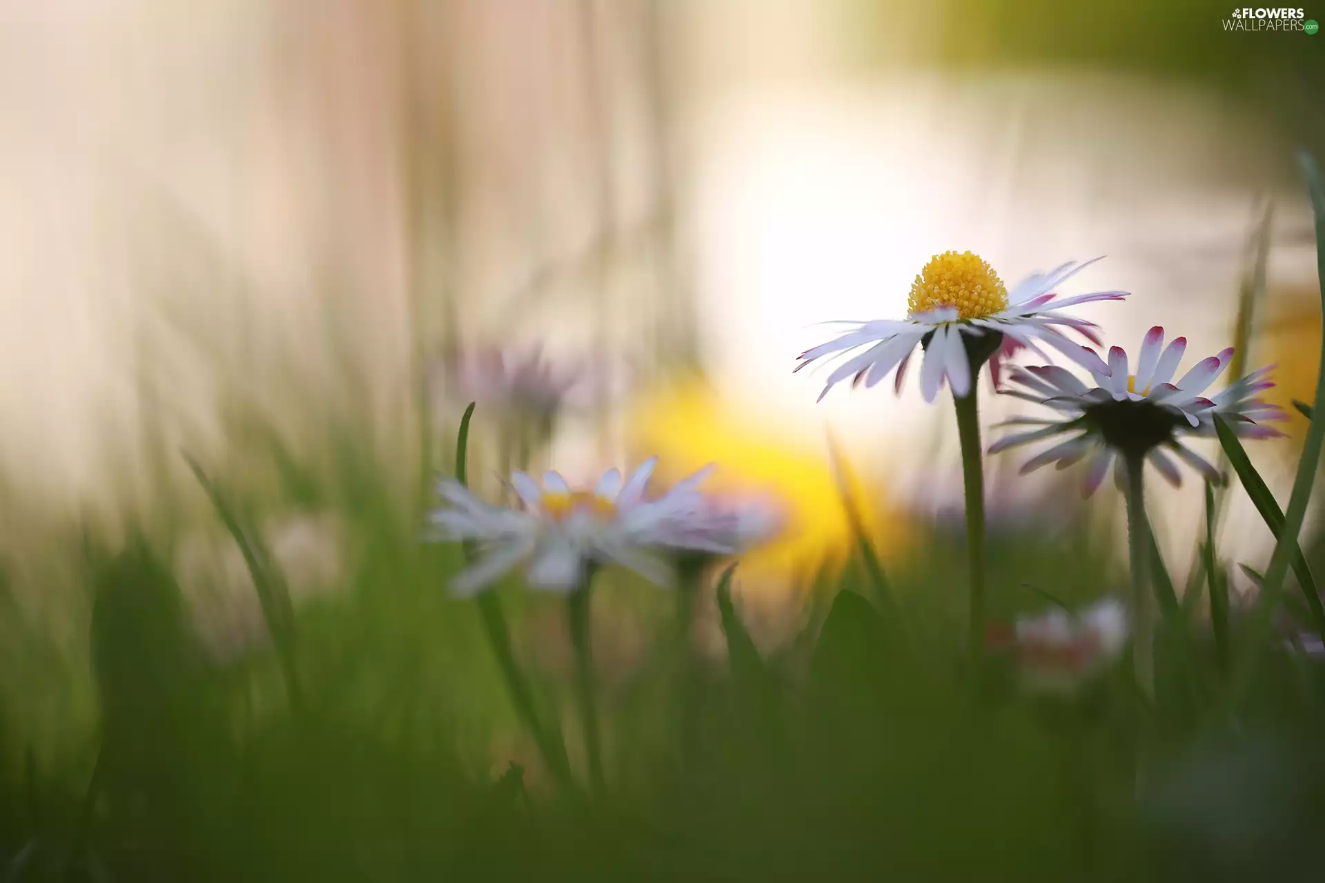daisies, White, Flowers, rapprochement