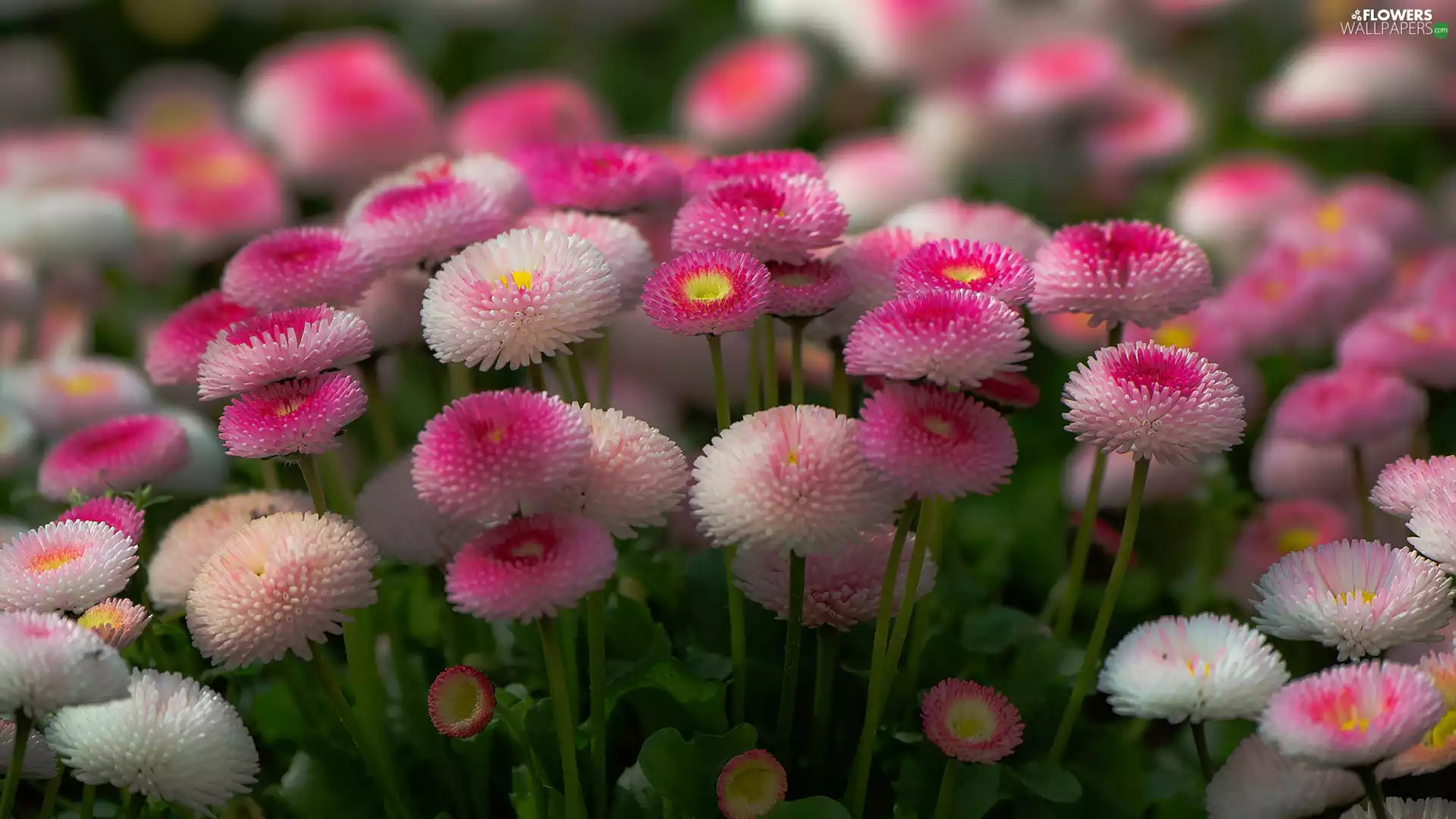rapprochement, Flowers, daisies