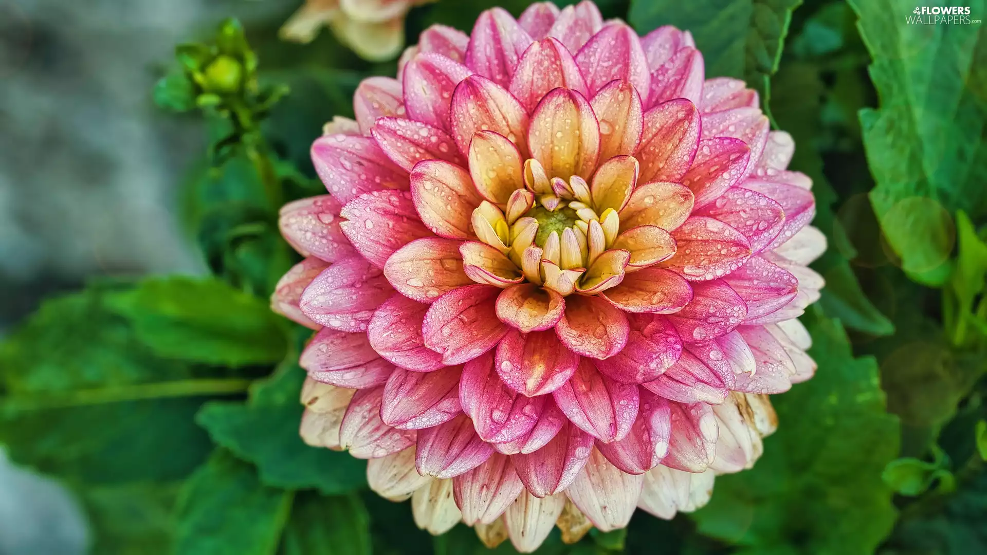 rapprochement, Blossoming, Dalia