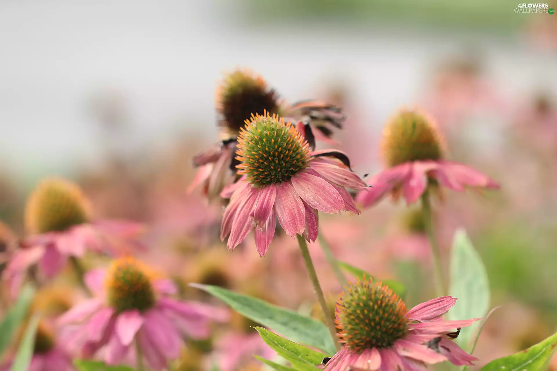 rapprochement, Pink, echinacea