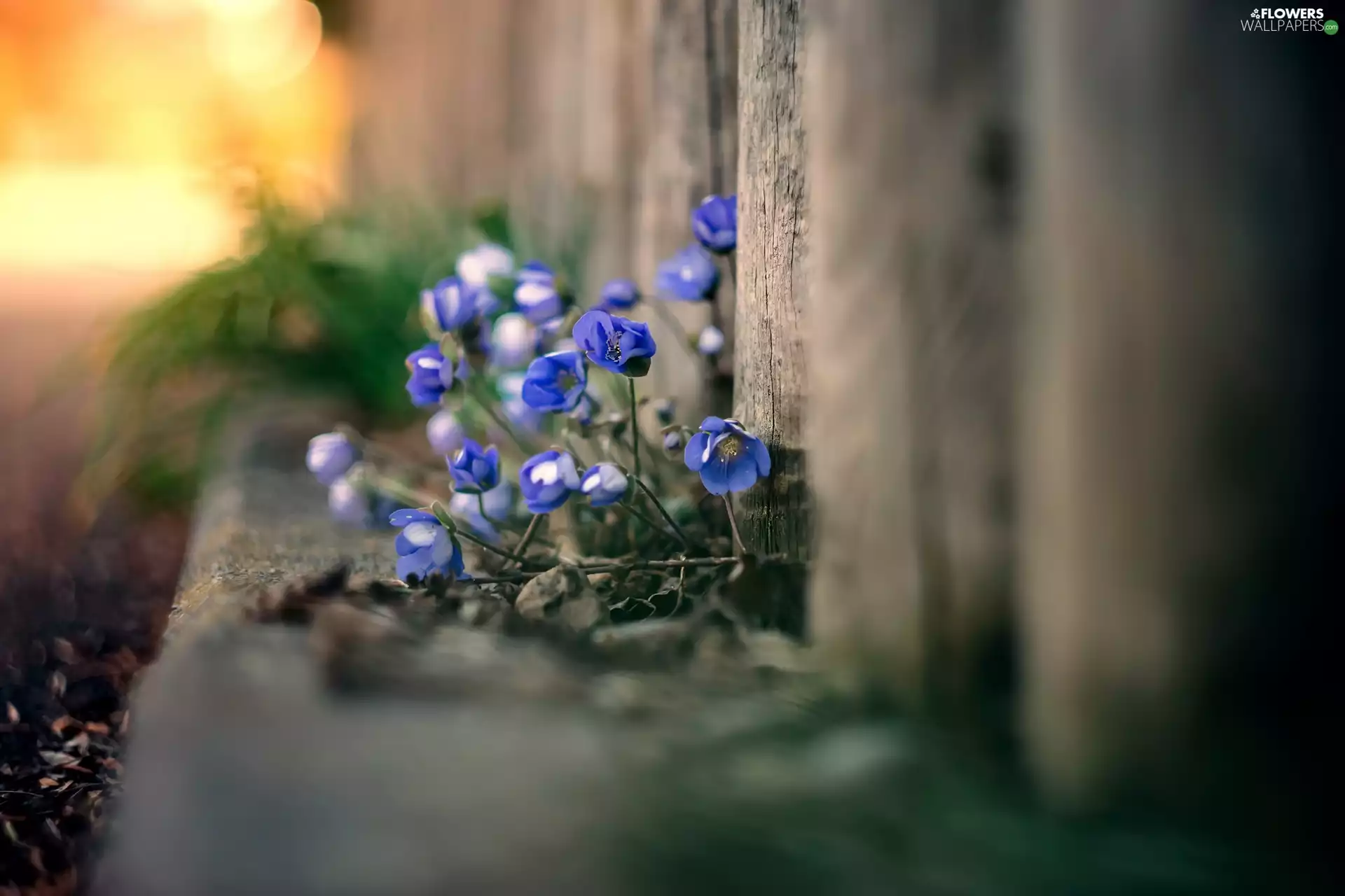 rapprochement, Liverworts, Fance