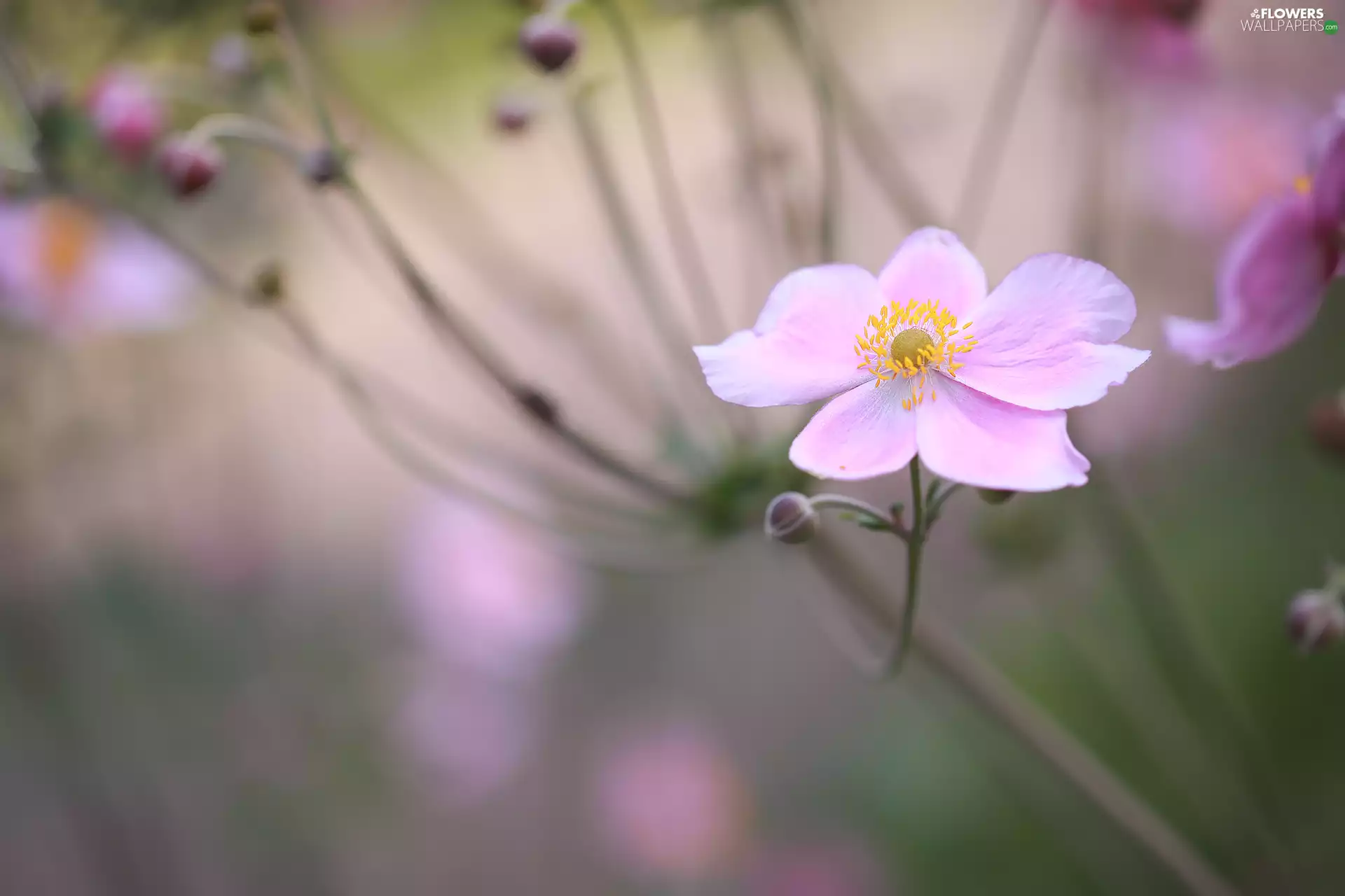Pink, Japanese anemone, rapprochement, Colourfull Flowers