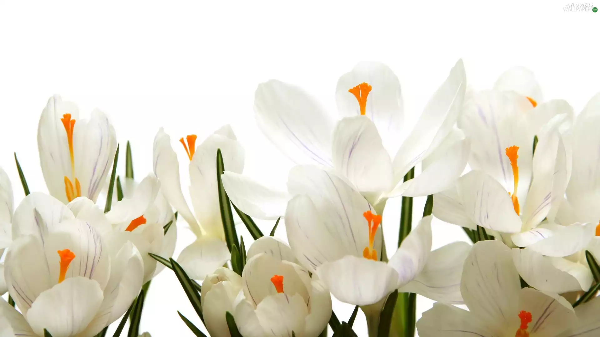 crocuses, White, background, rapprochement, White, Flowers