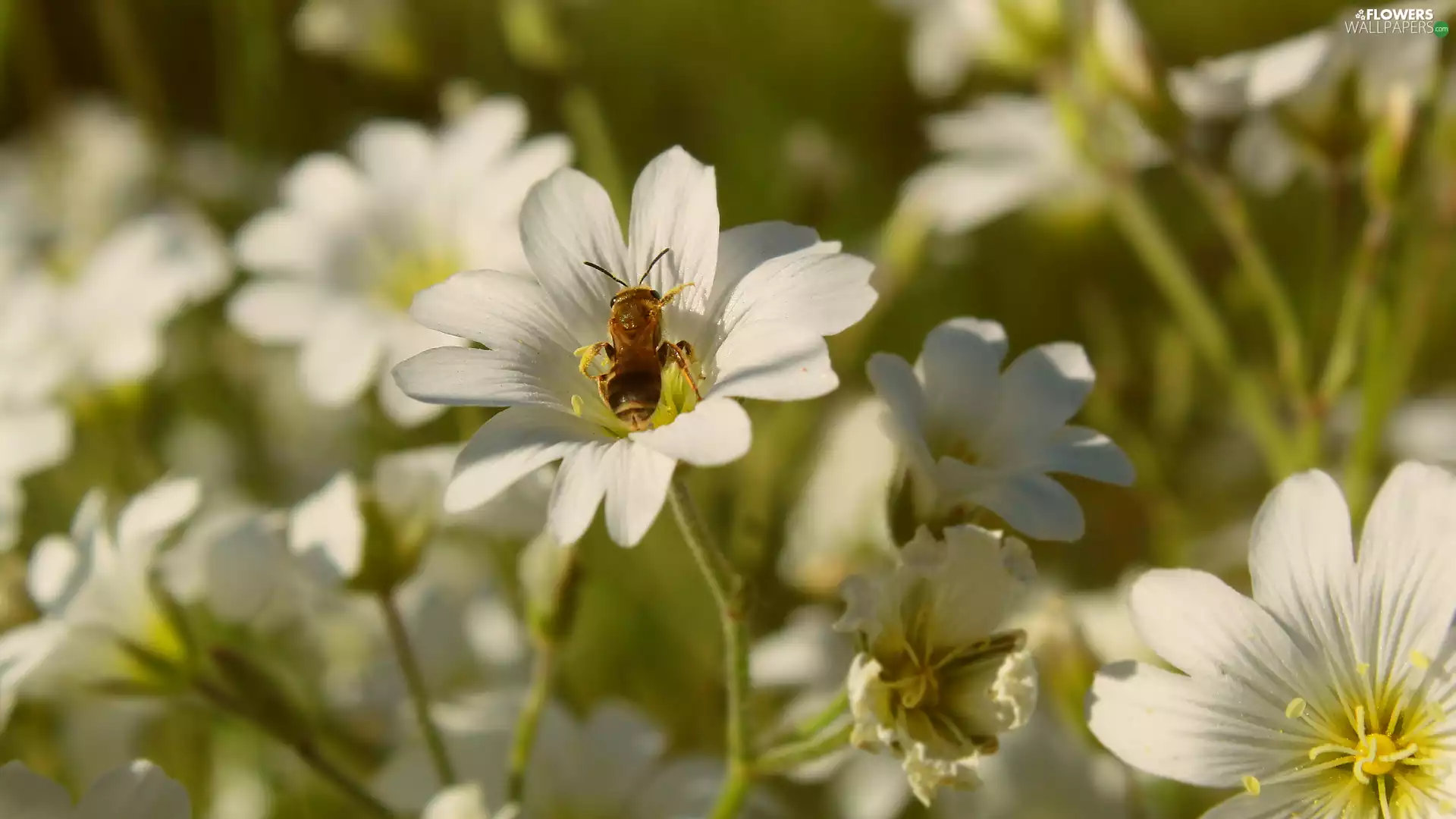 Cerastium, White, bee, rapprochement, Insect, Flowers