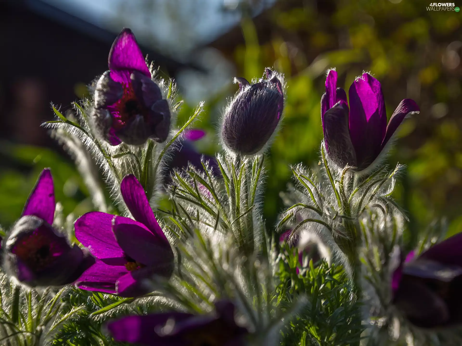 pasque, rapprochement, Flowers, purple, blooming