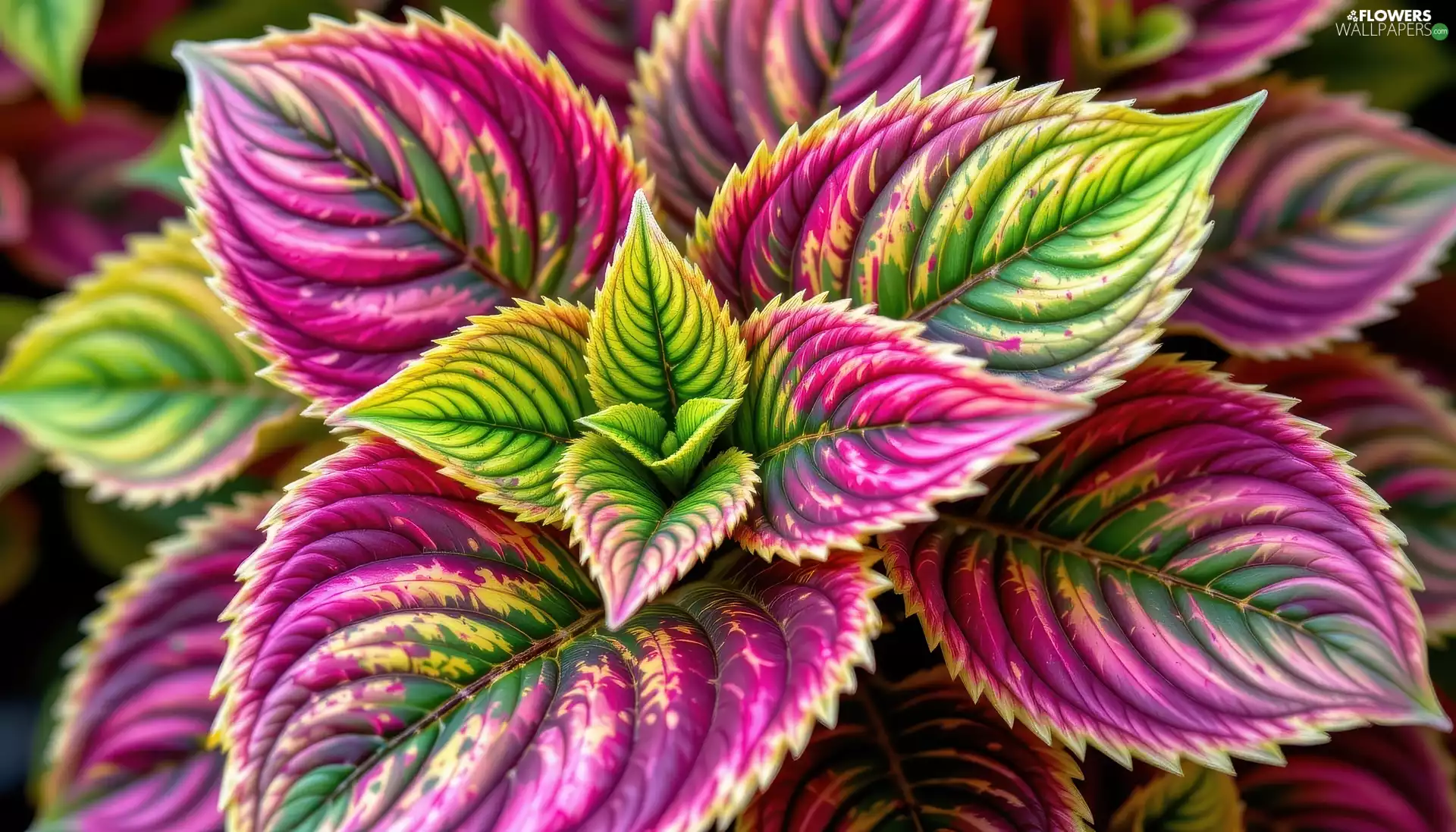 color, Colourfull Flowers, rapprochement, Ai, Leaf, Coleus