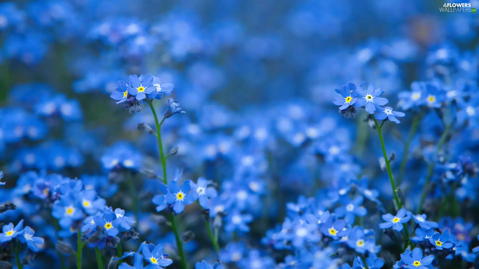 rapprochement, Forget, Flowers