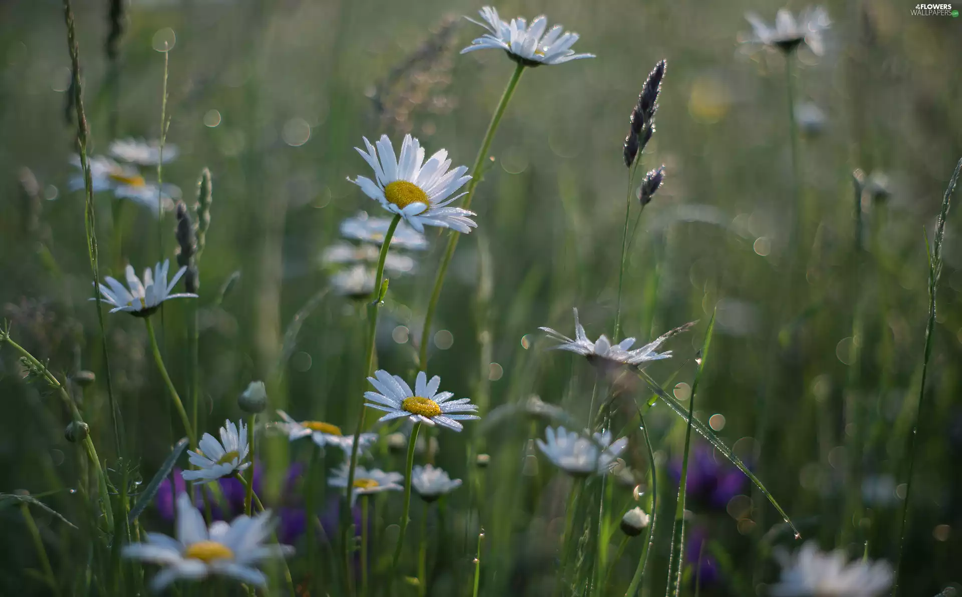 Flowers, daisy, grass, rapprochement