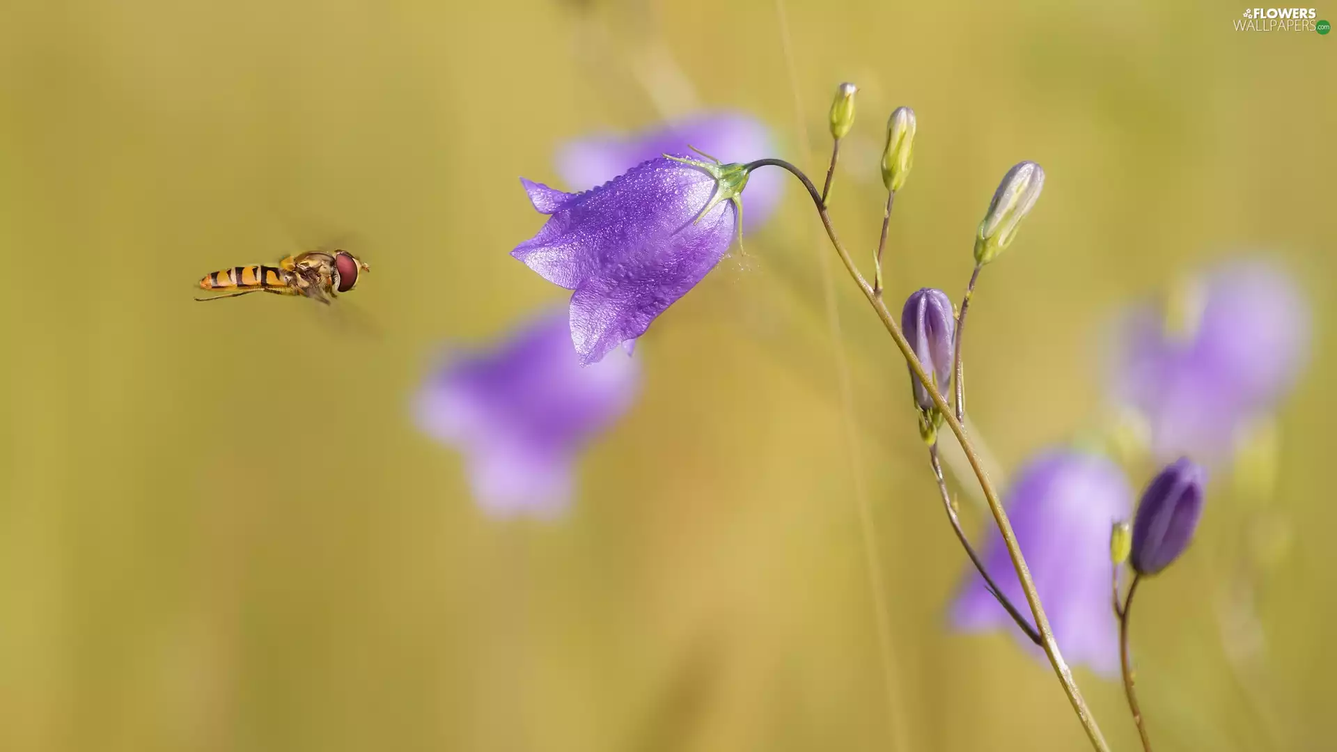 Marmalade Hoverfly, Harebell, rapprochement, Colourfull Flowers