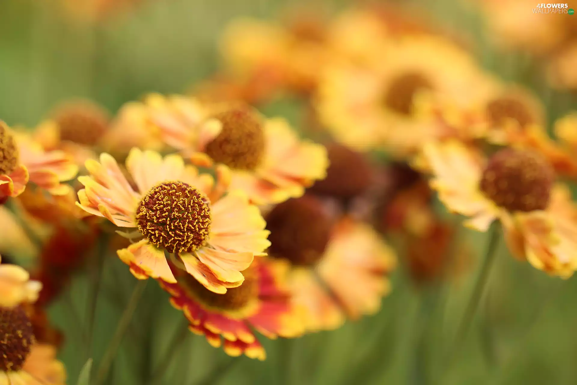 Flowers, Helenium Hybridum, rapprochement