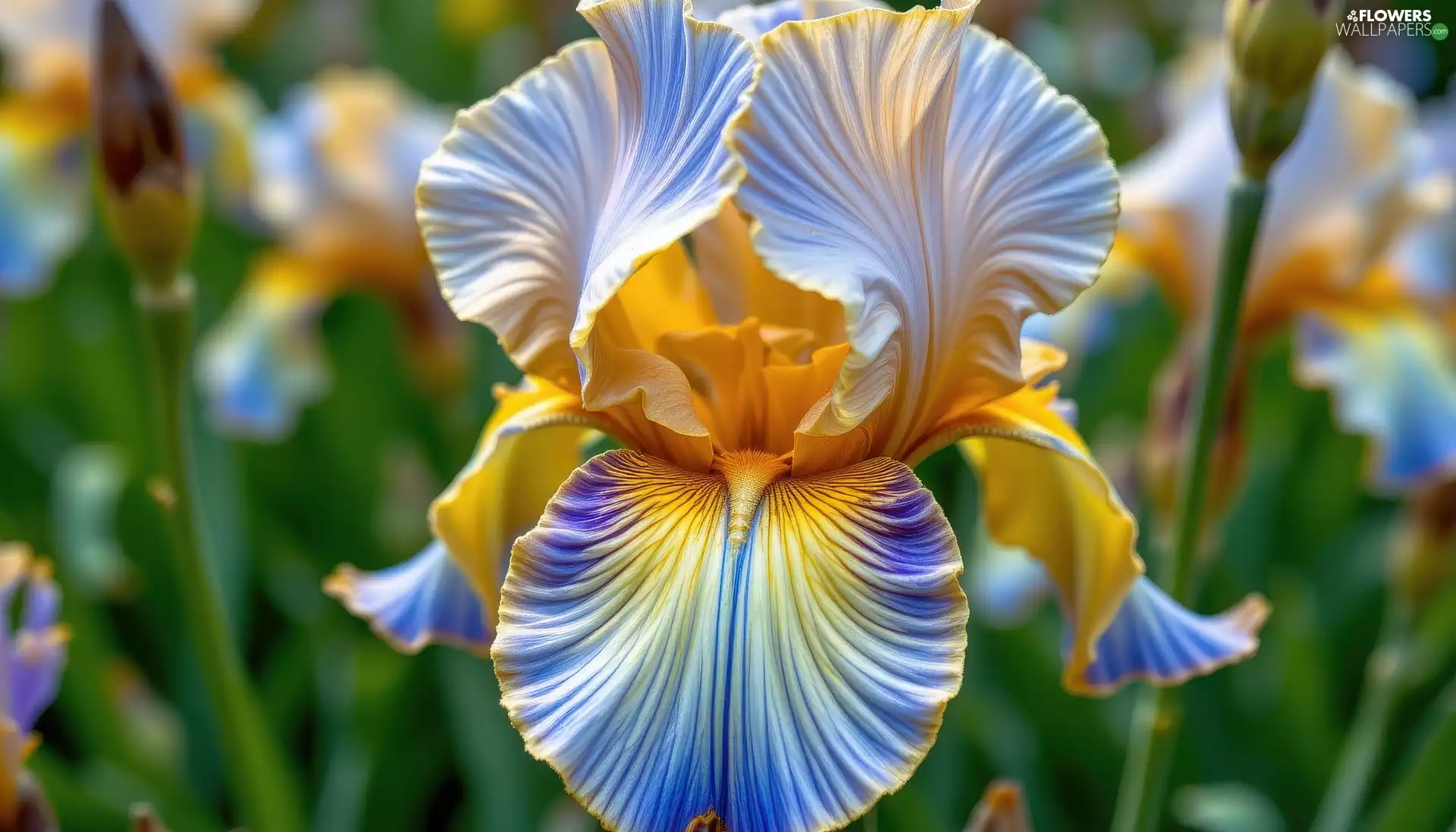 Yellow-Blue, iris, rapprochement, Colourfull Flowers
