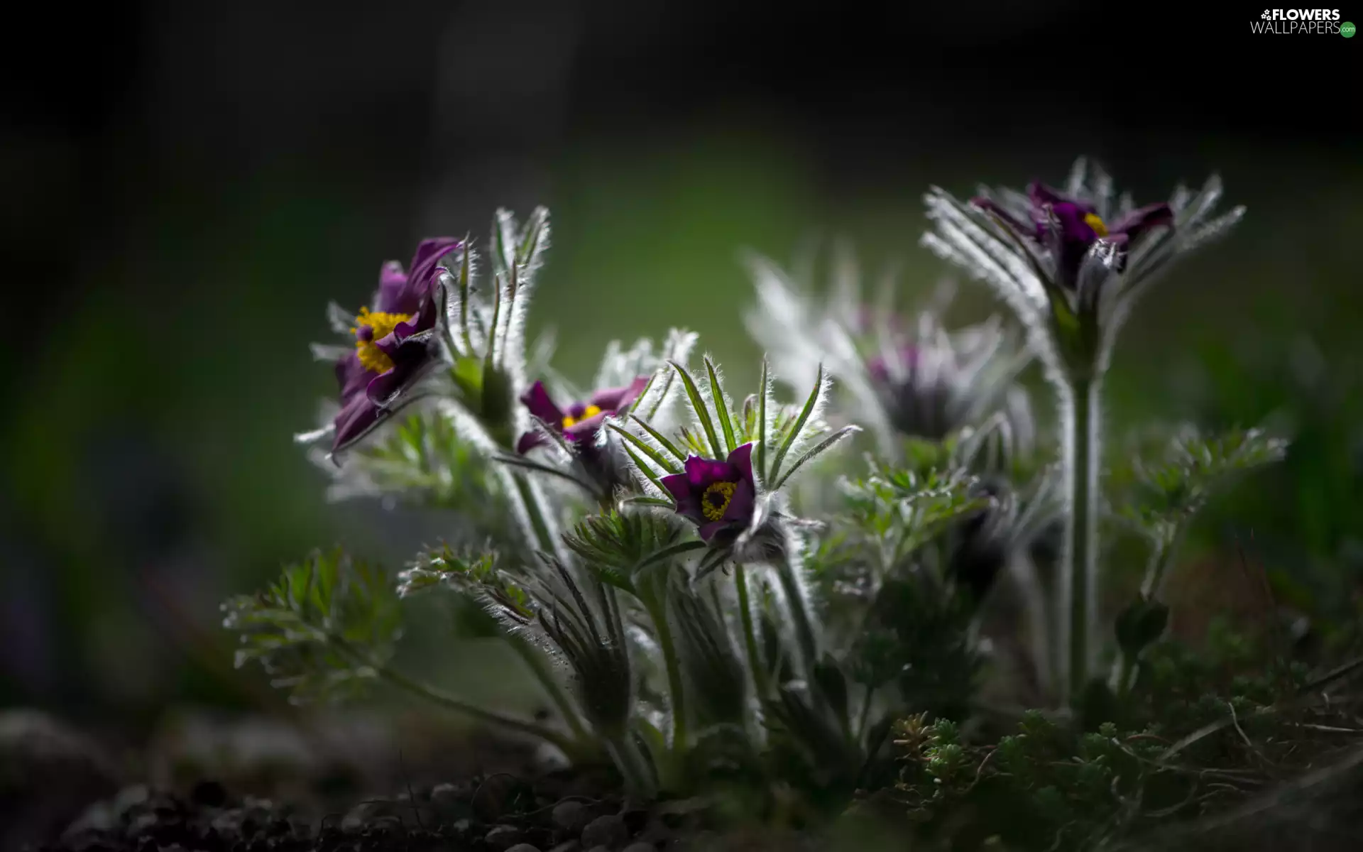 rapprochement, pasque, Flowers