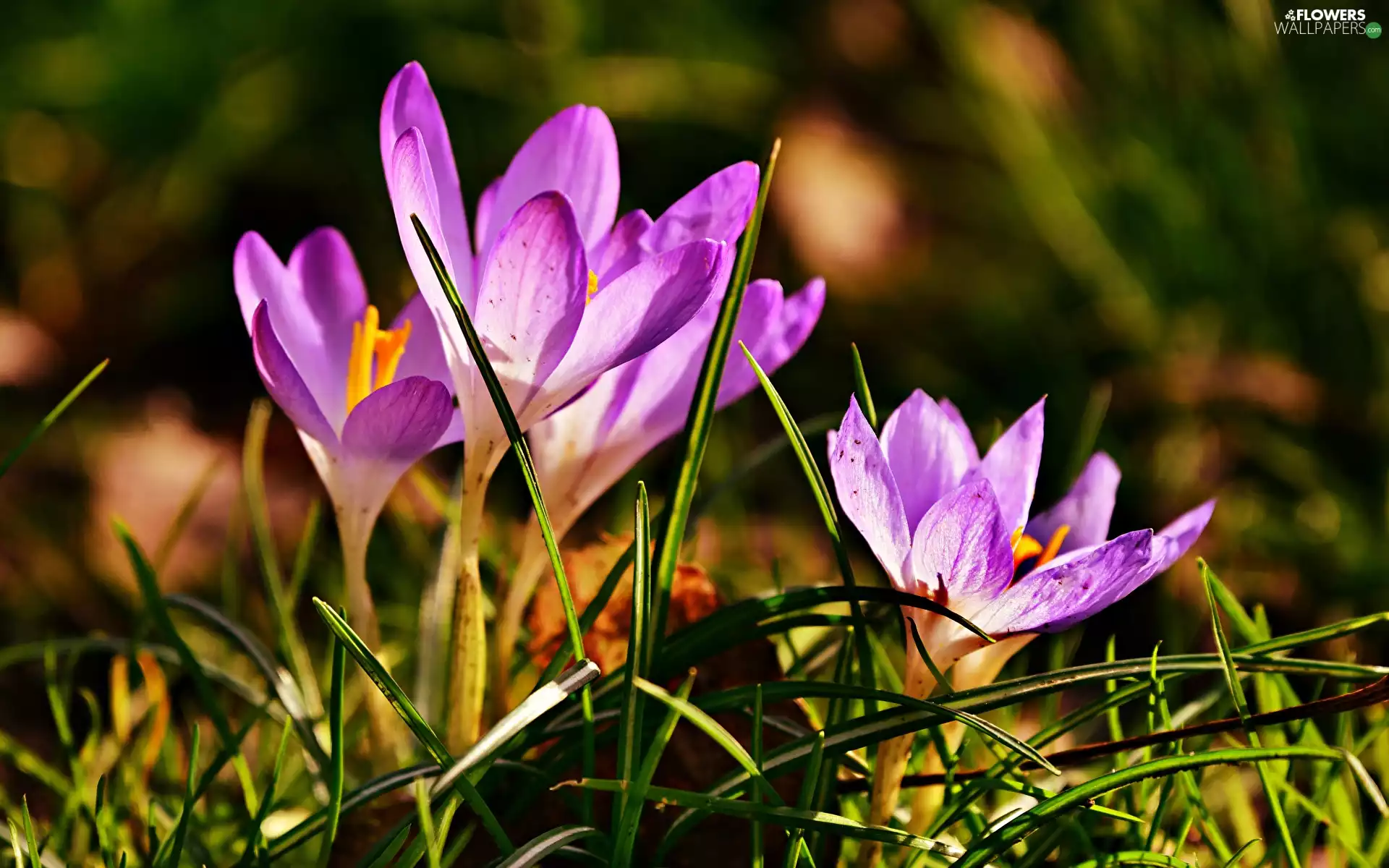 grass, rapprochement, Flowers, crocuses, purple