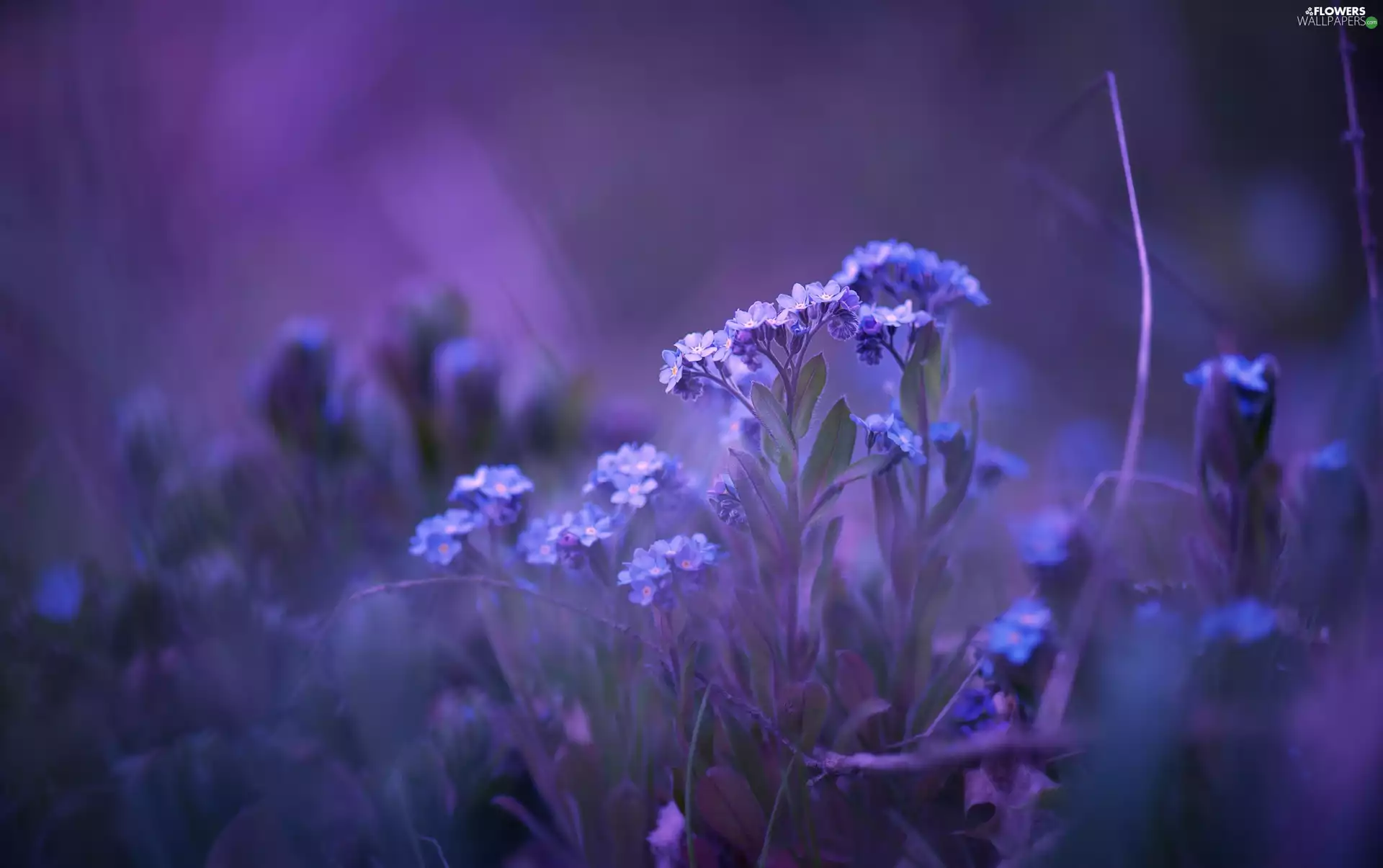 rapprochement, Flowers, Forget