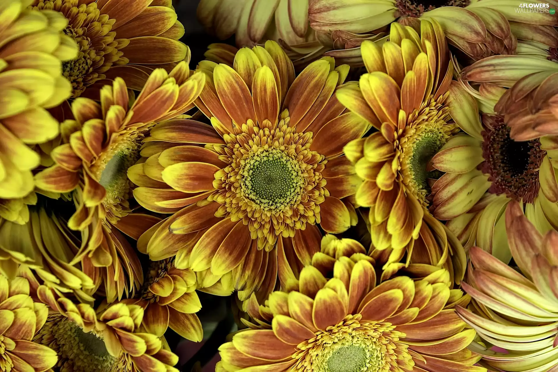 rapprochement, Flowers, gerberas
